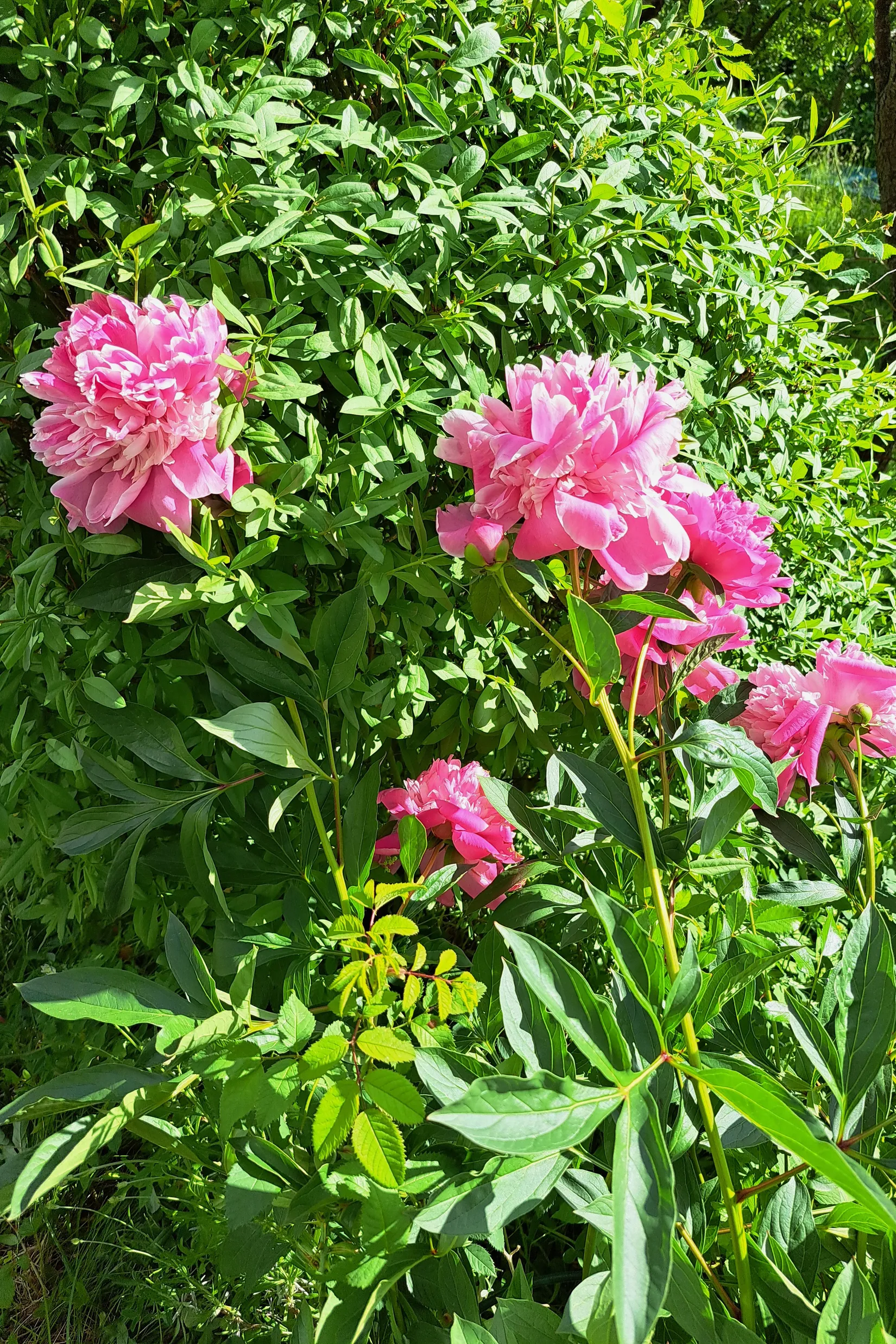 Villa, Hedvig Eleonoras gata 11, Drottningmarken, Vadstena