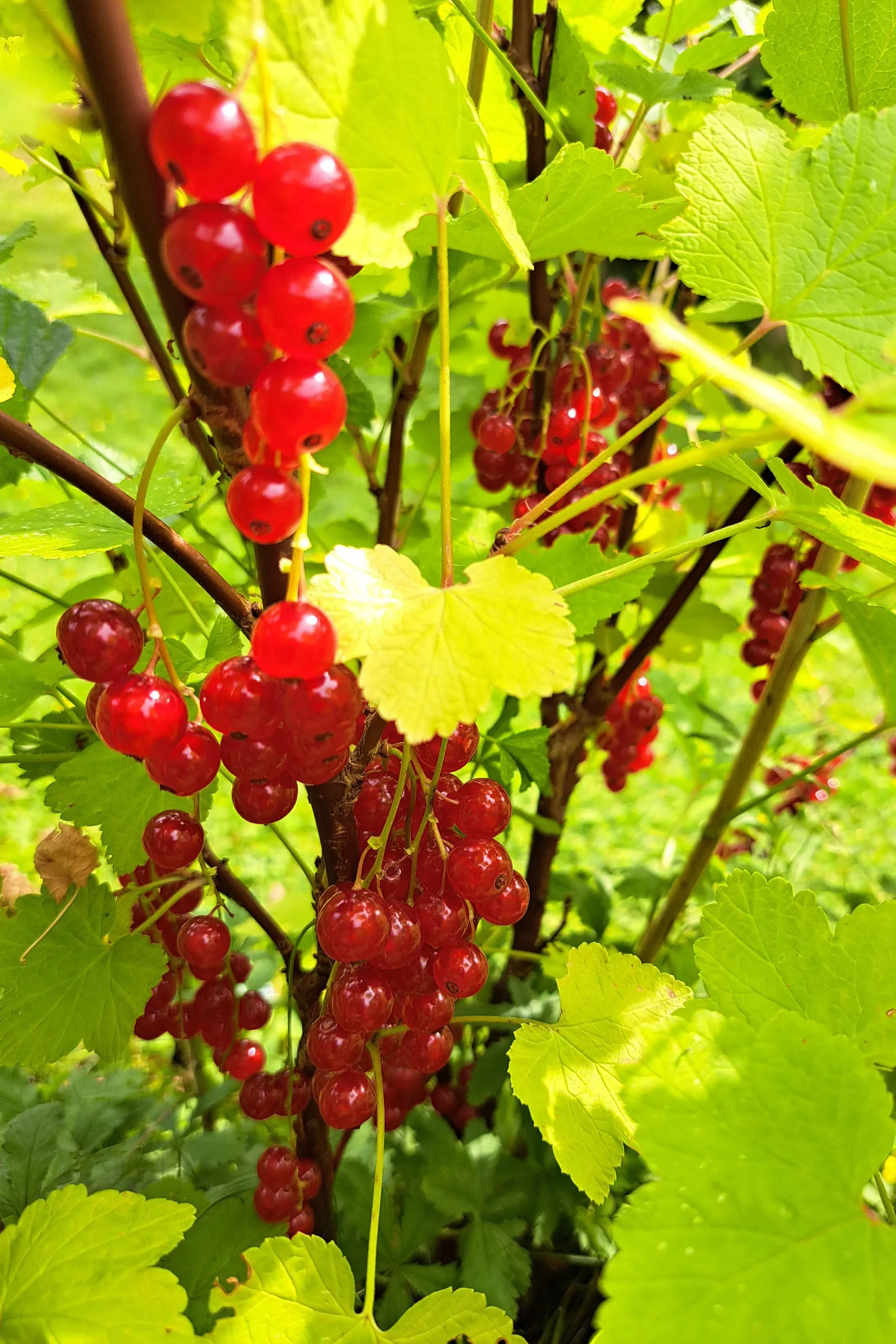 Villa, Hedvig Eleonoras gata 11, Drottningmarken, Vadstena