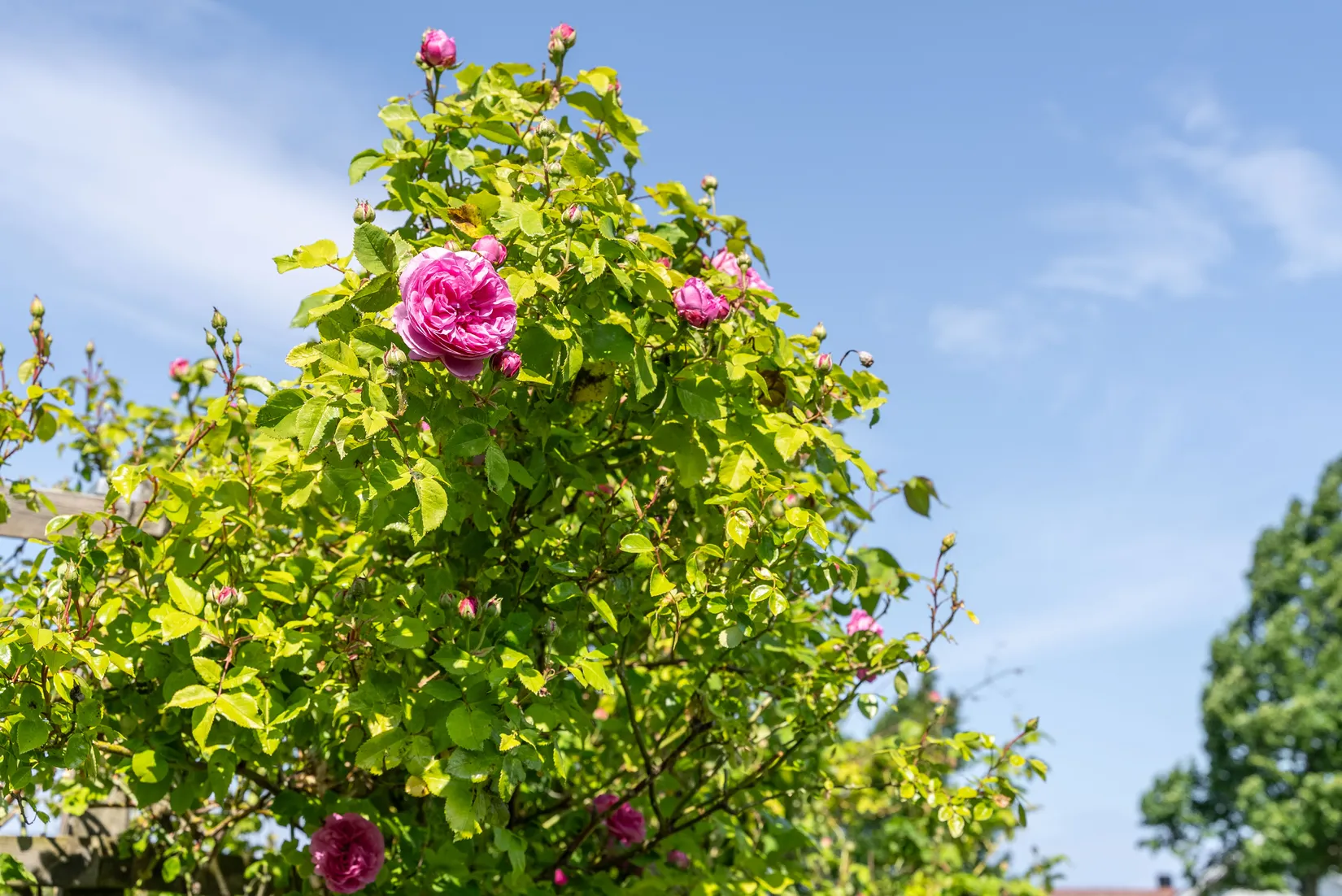 Villa, Hedvig Eleonoras gata 11, Drottningmarken, Vadstena