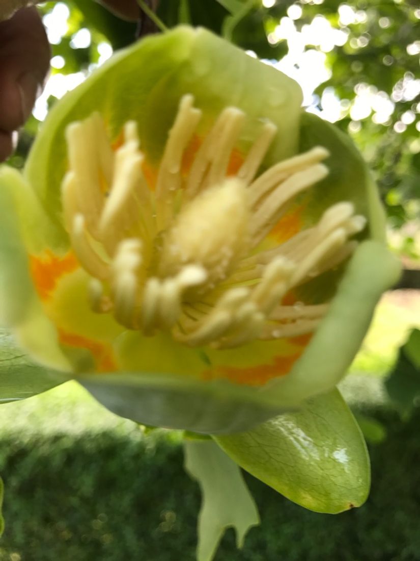 Villa, Borgmästaregatan 13, Centralt, Sölvesborg