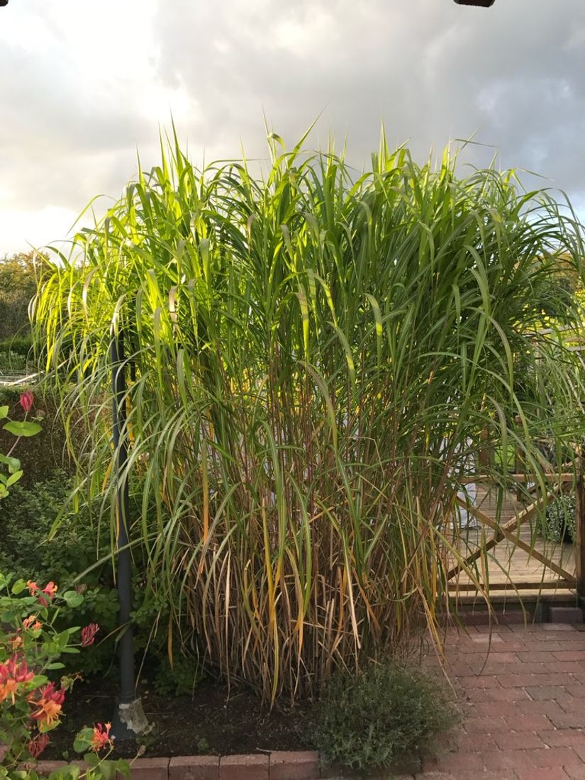 Villa, Borgmästaregatan 13, Centralt, Sölvesborg