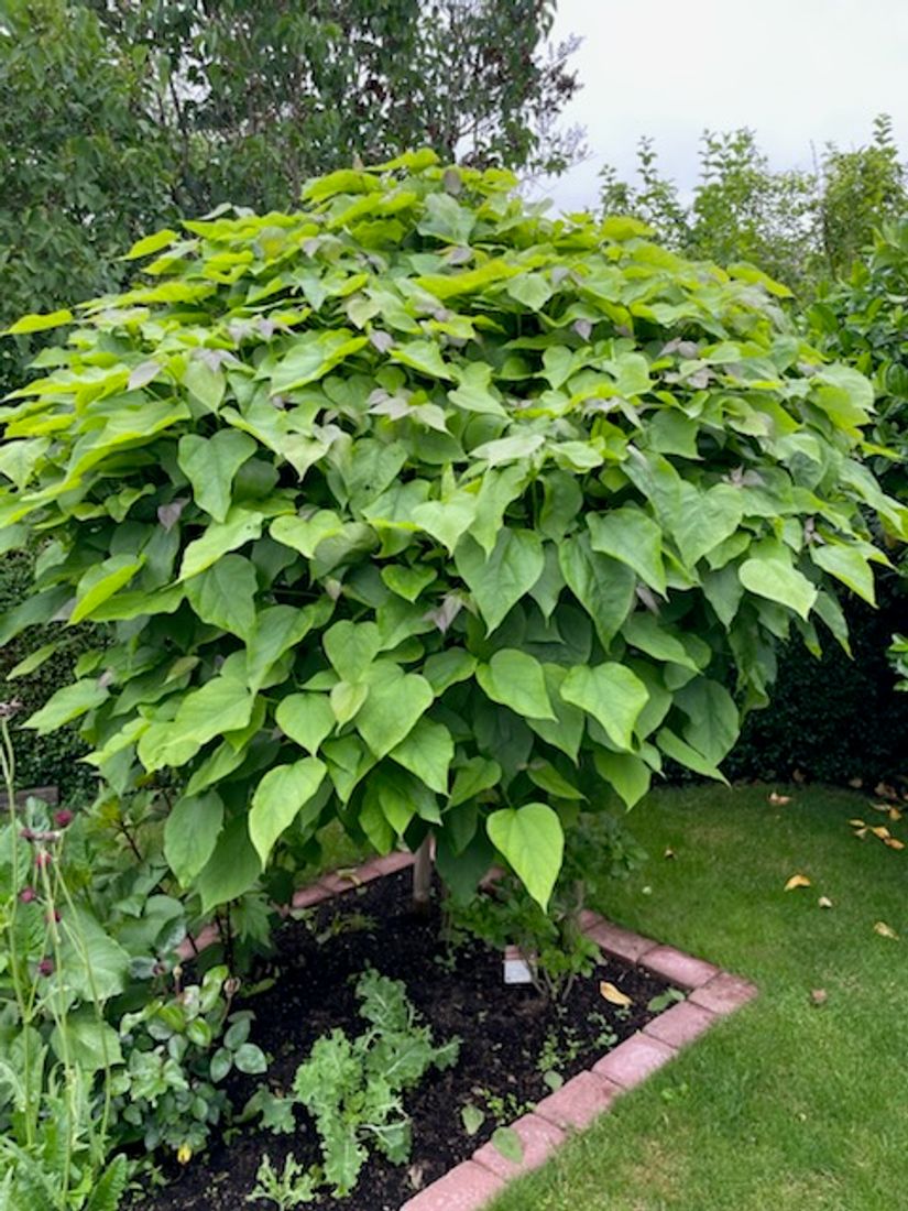 Villa, Borgmästaregatan 13, Centralt, Sölvesborg