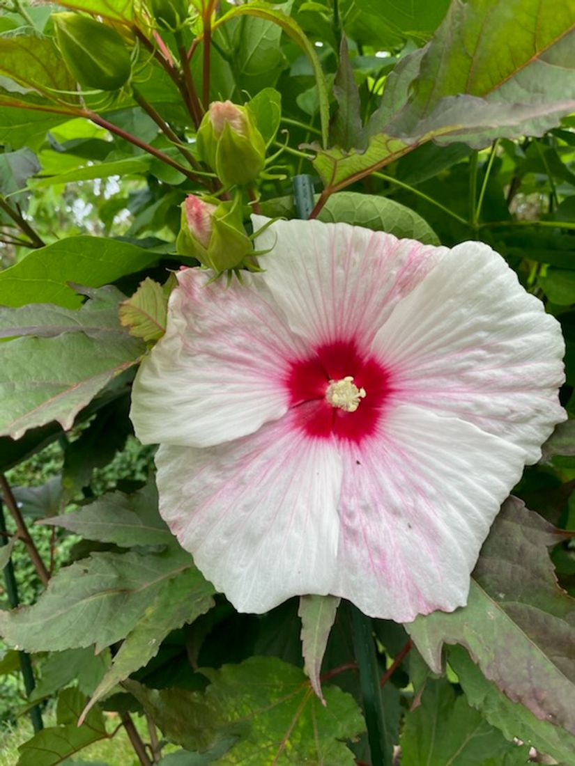 Villa, Borgmästaregatan 13, Centralt, Sölvesborg