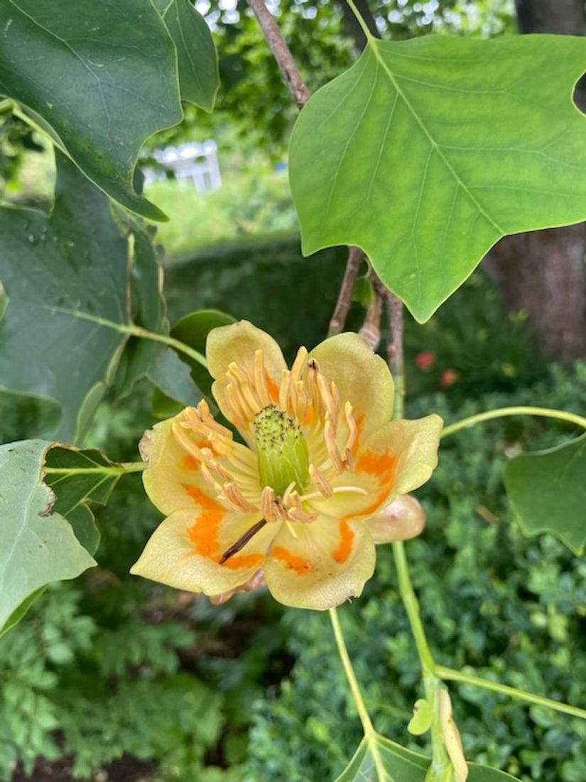 Villa, Borgmästaregatan 13, Centralt, Sölvesborg