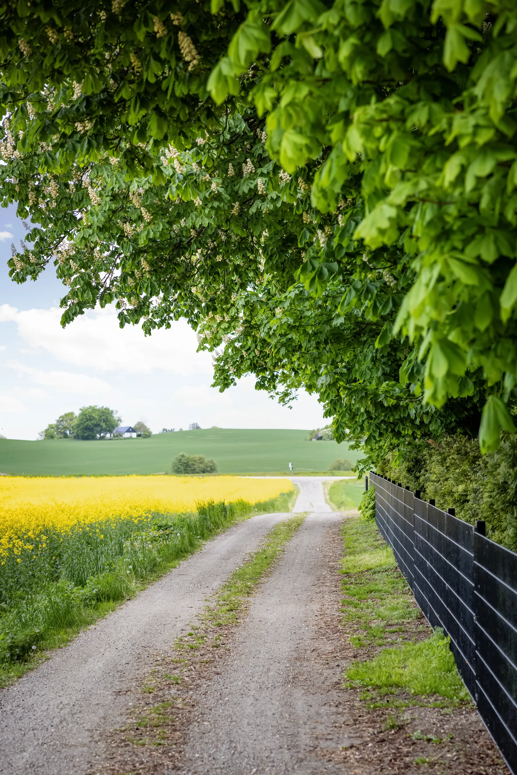 Gård/Skog, Sjörupsvägen 281-17, Sjörup, Ystad
