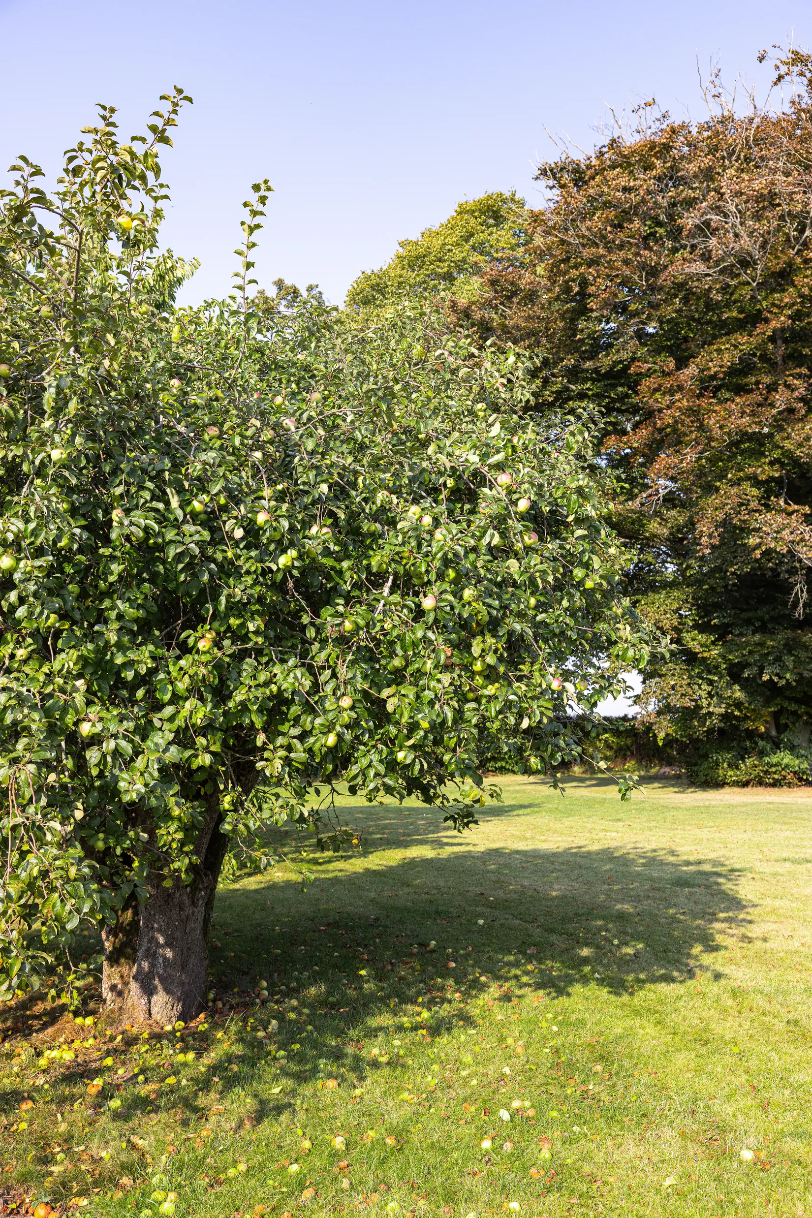 Gård/Skog, Sjörupsvägen 281-17, Sjörup, Ystad