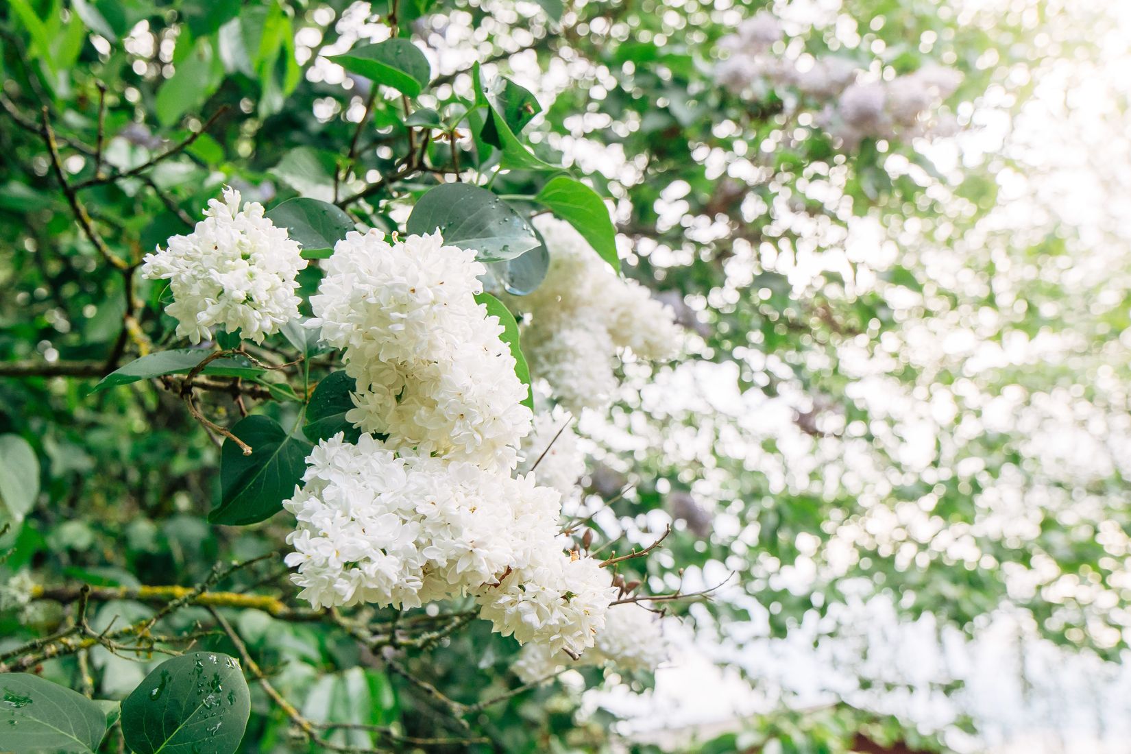 Fritidshus, Truvet Karlslund  , Väring, Skövde