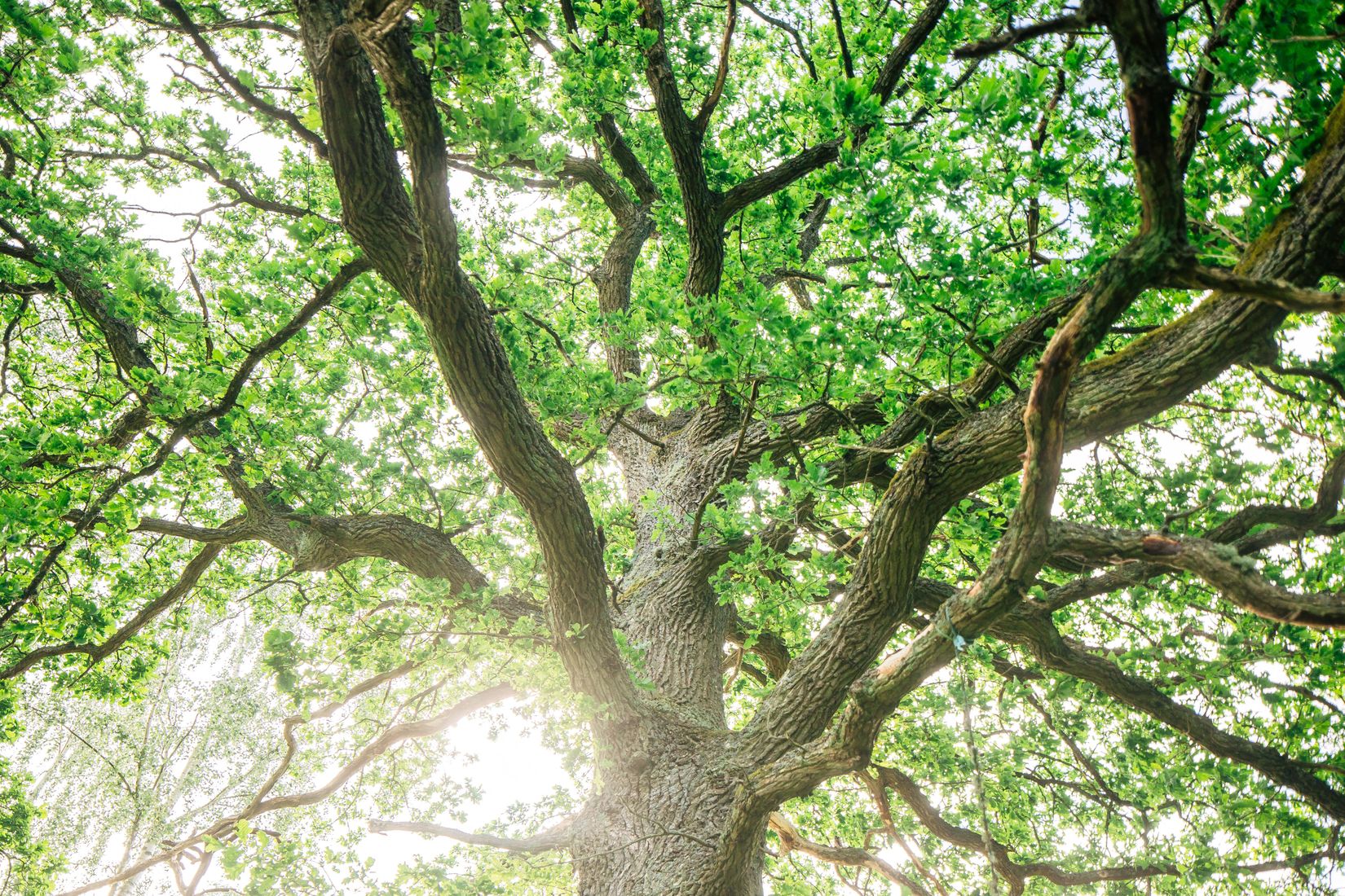 Fritidshus, Truvet Karlslund  , Väring, Skövde