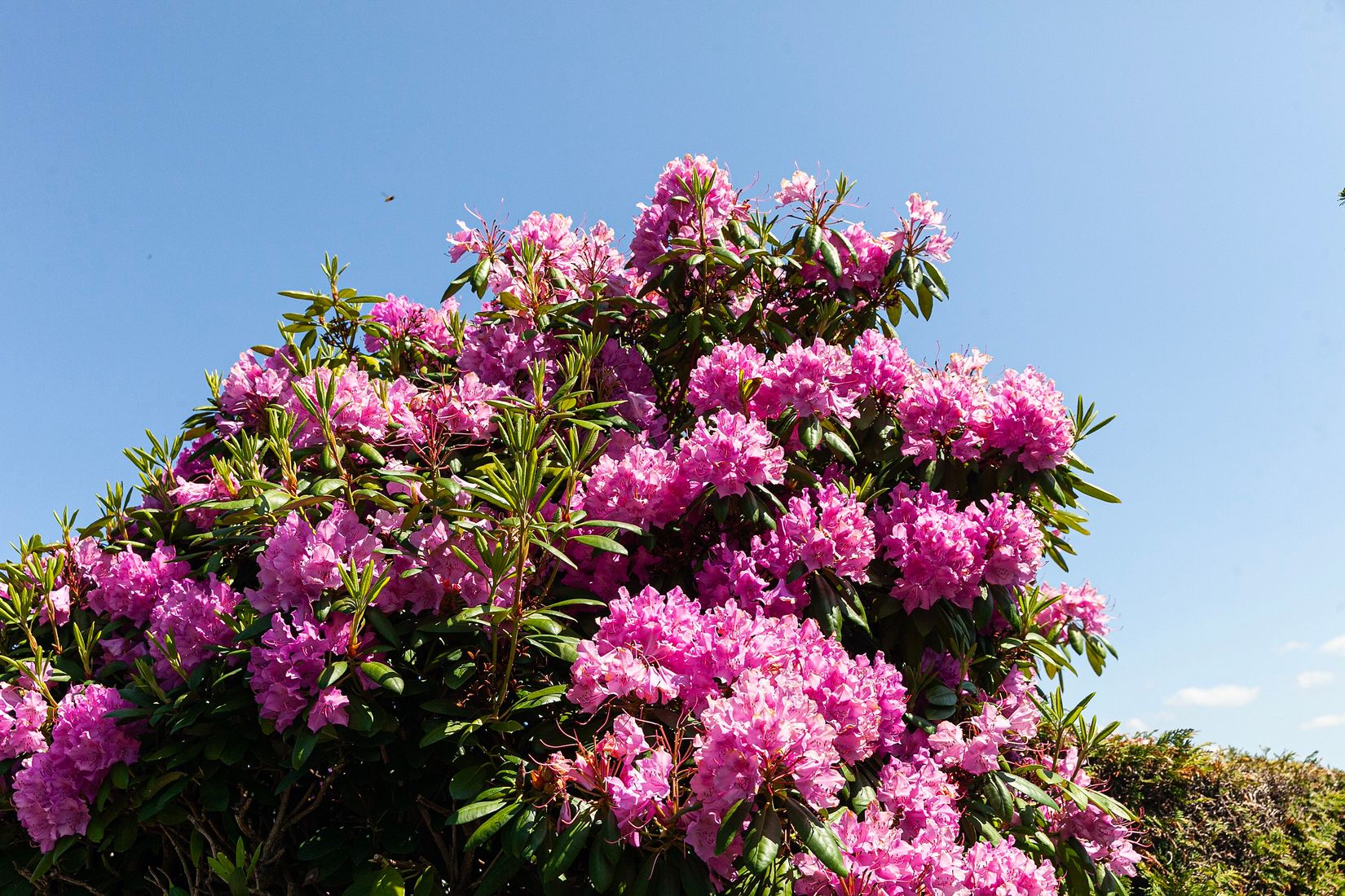 Övrigt, Syrenstigen 14, Sommarbyn Tornet, Filborna, Helsingborg