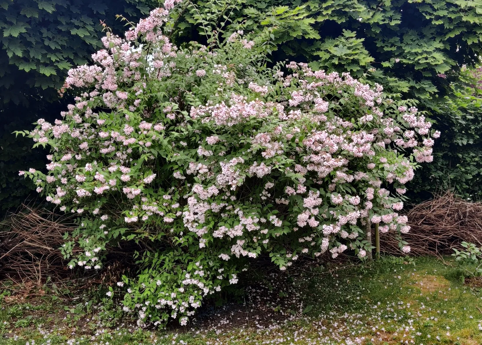 Villa, Björkgatan 17, Lomma - Gamla delen, Lomma