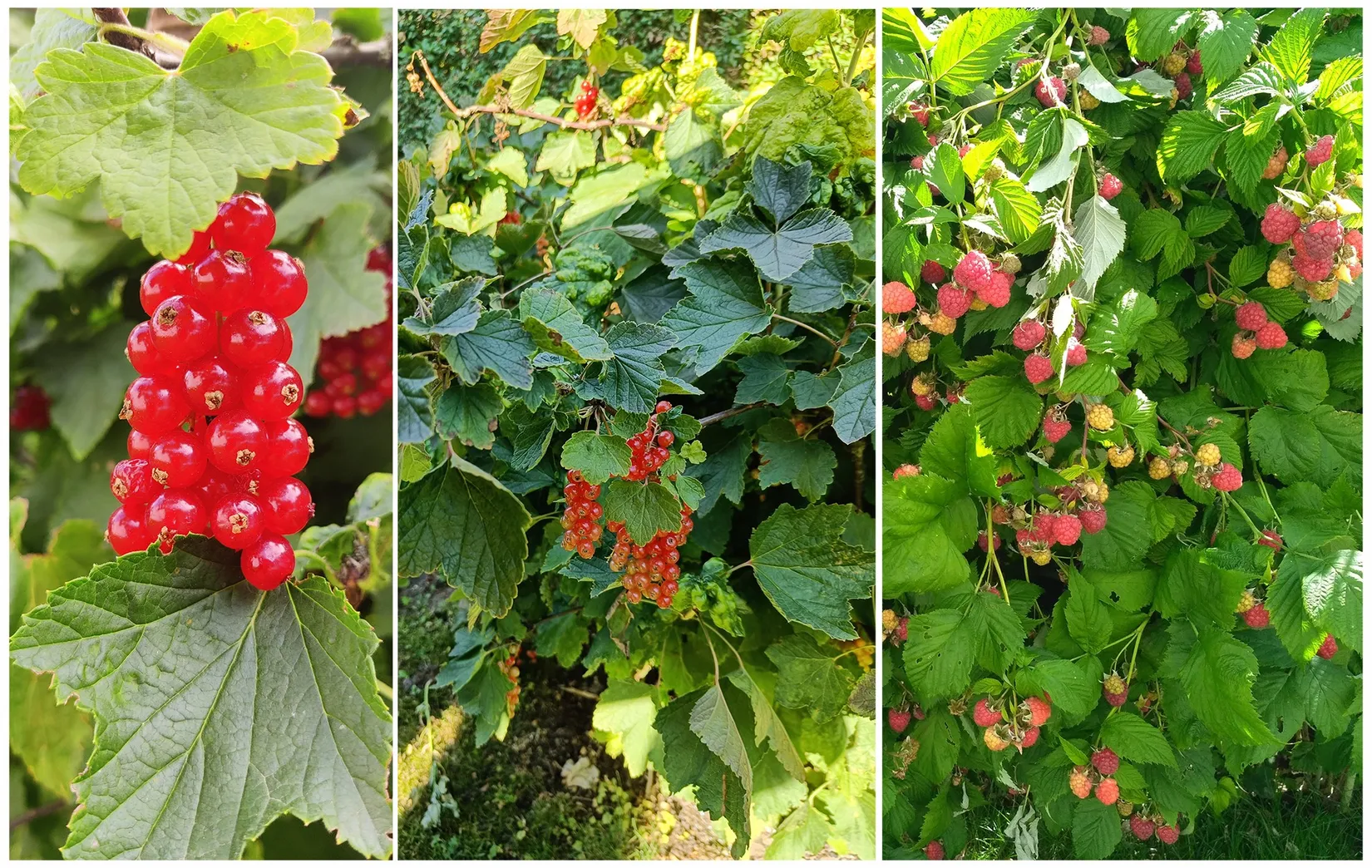 Villa, Björkgatan 17, Lomma - Gamla delen, Lomma