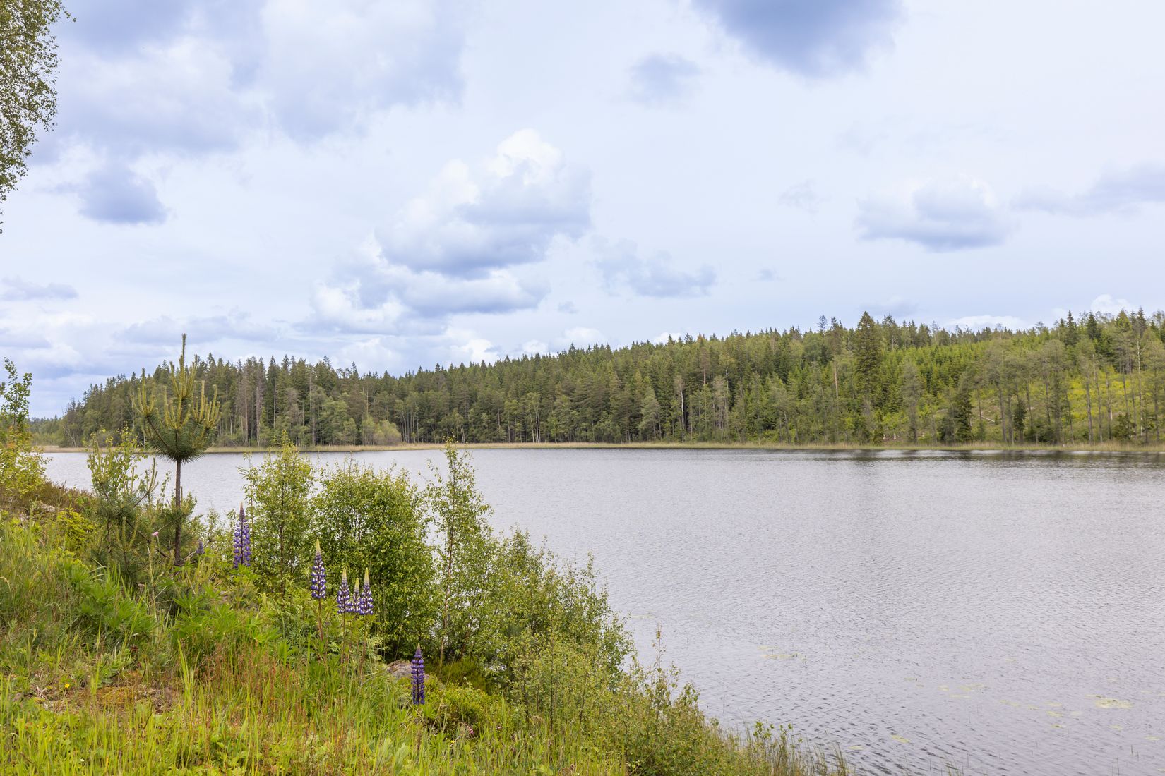 Gård/Skog, Botjärnen 1, Storfors