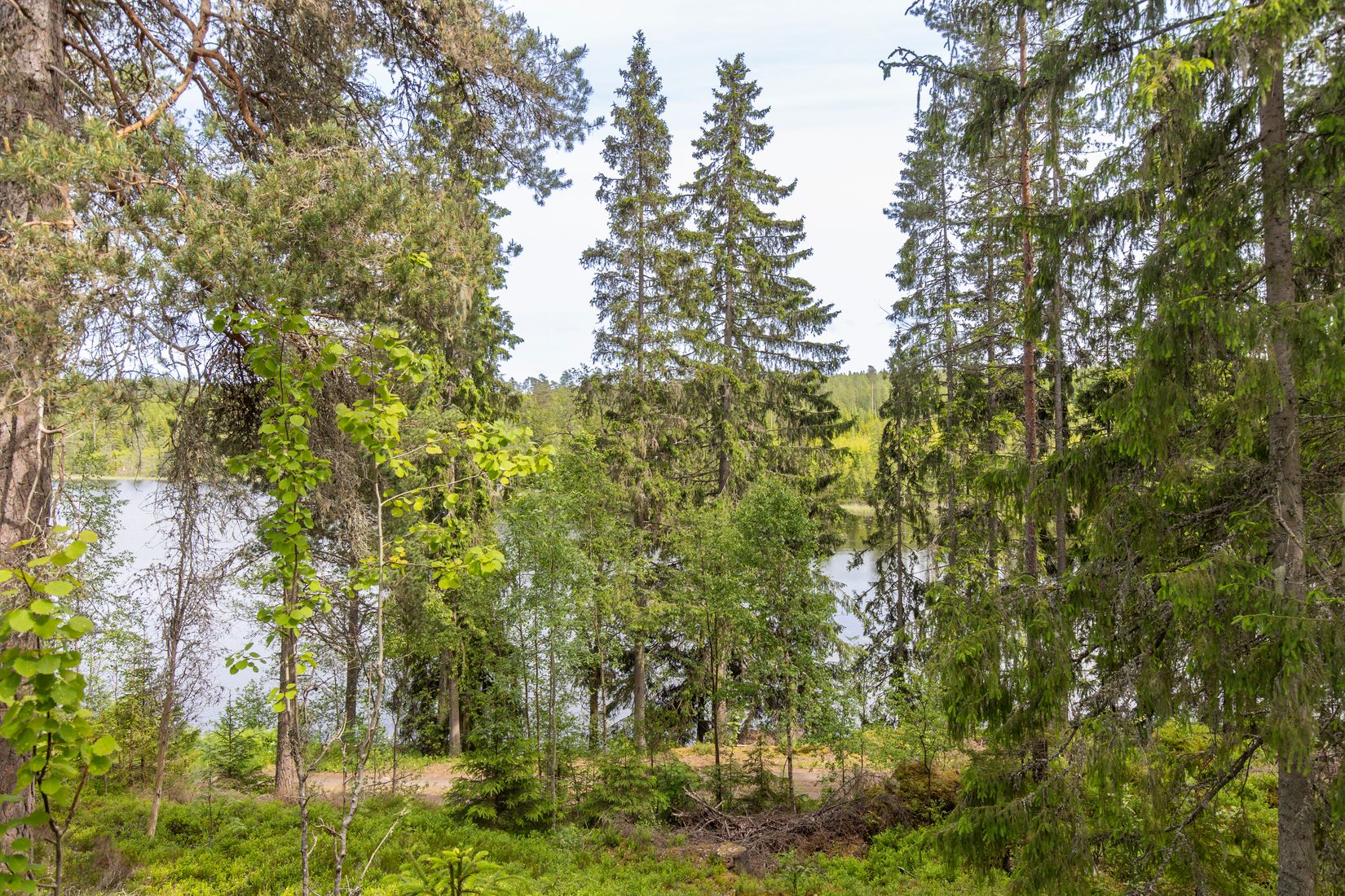 Gård/Skog, Botjärnen 1, Storfors