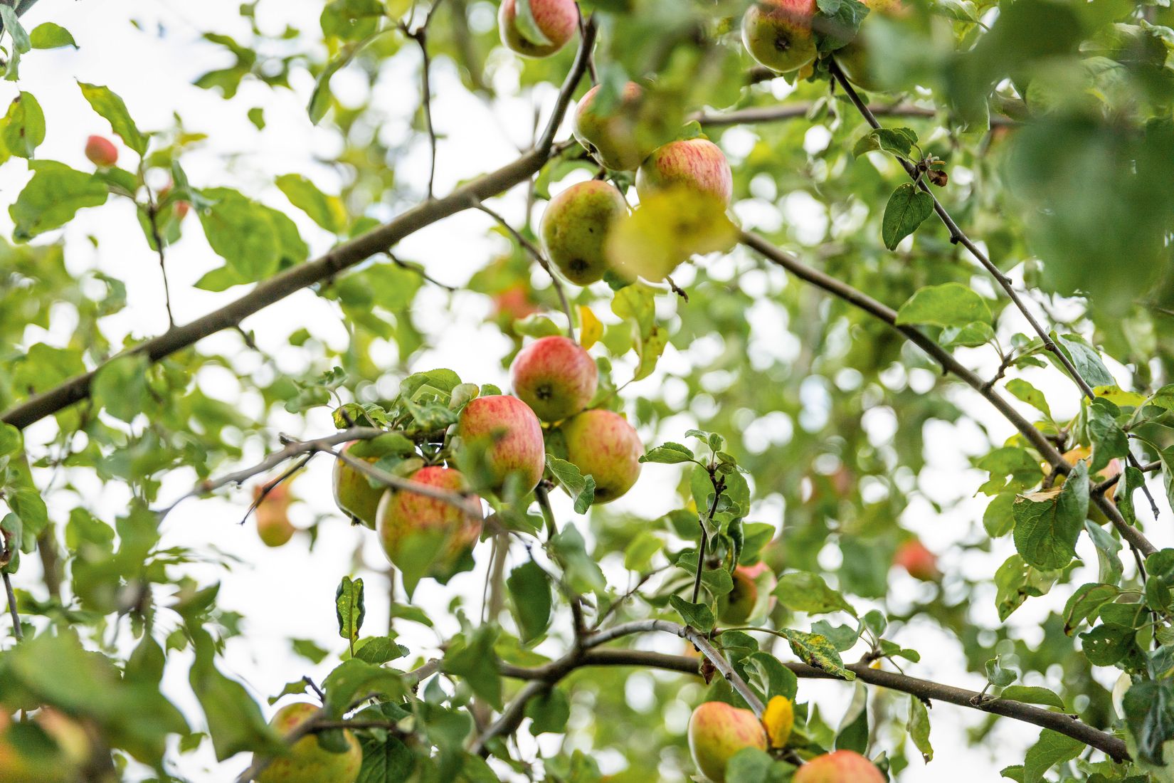 Radhus, Lindgårdsvägen 12, Björklinge, Uppsala