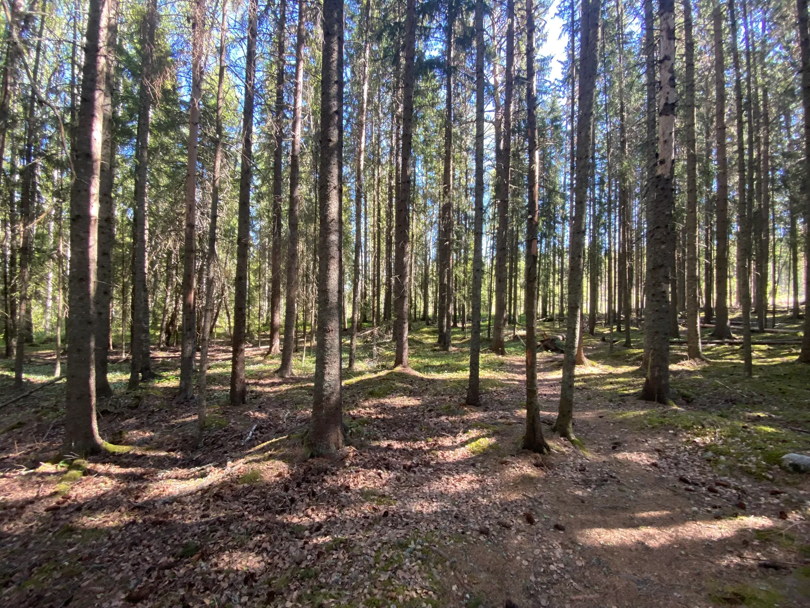 Tomt, Svensbäck 8, Järvsö, Svensbäck, Ljusdal