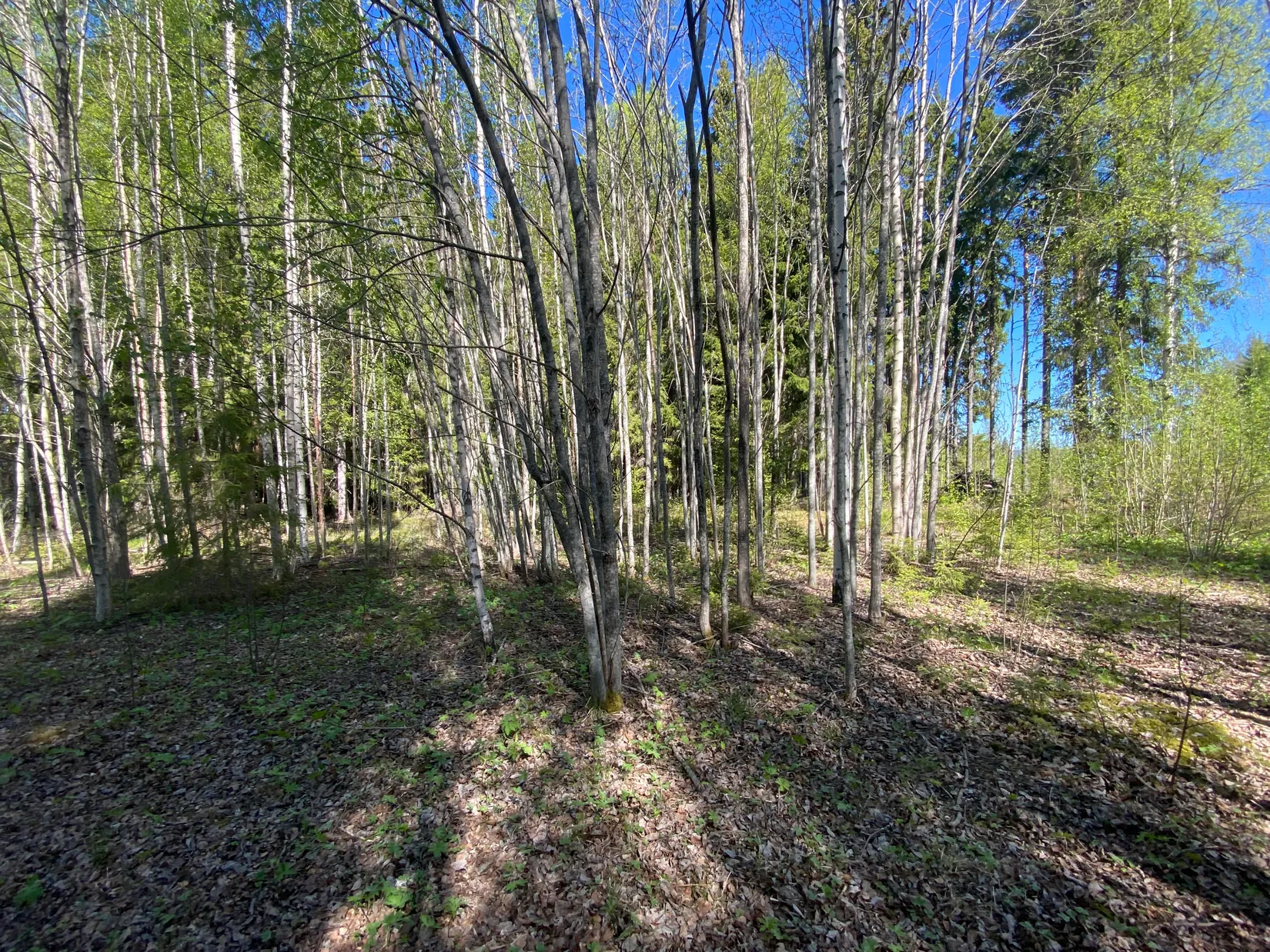 Tomt, Svensbäck 8, Järvsö, Svensbäck, Ljusdal