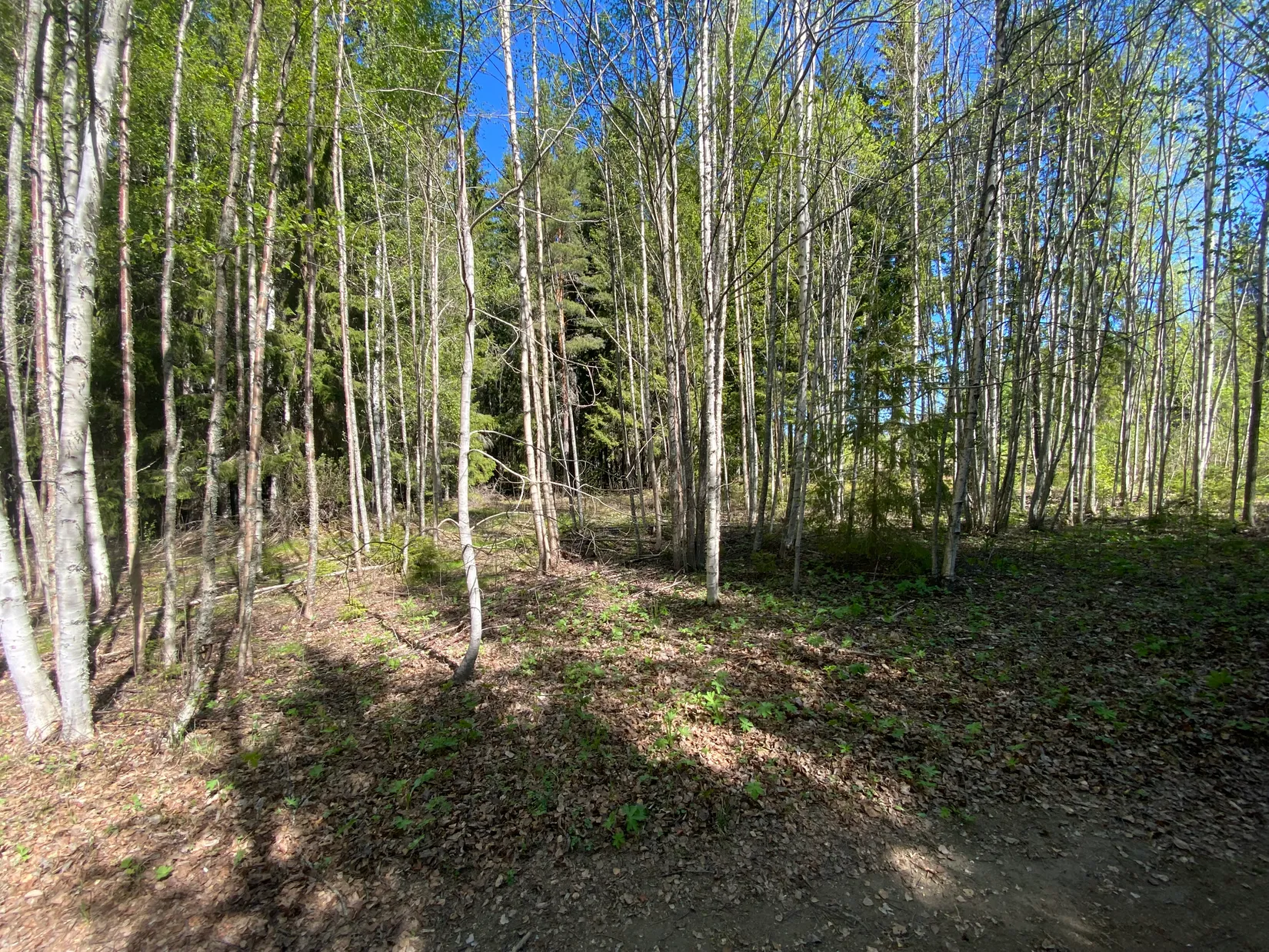 Tomt, Svensbäck 8, Järvsö, Svensbäck, Ljusdal