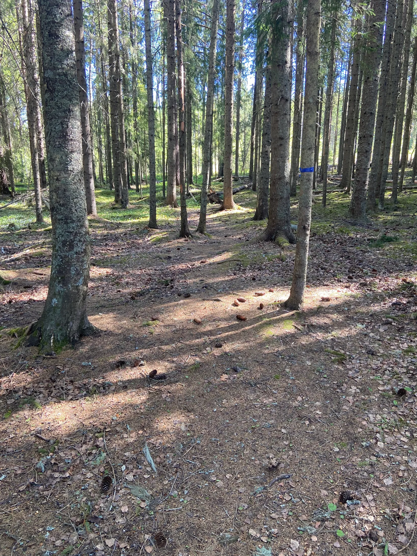 Tomt, Svensbäck 8, Järvsö, Svensbäck, Ljusdal