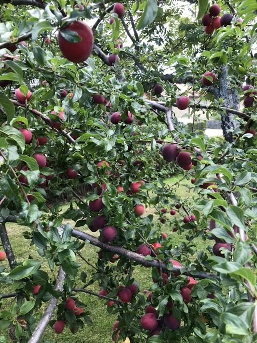 Villa, Björkstigen 15, Öster, Hudiksvall