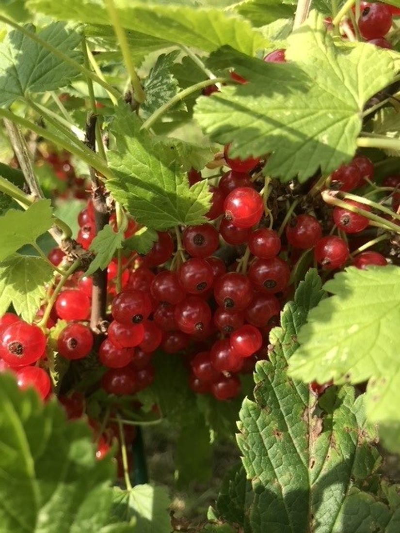 Villa, Björkstigen 15, Öster, Hudiksvall