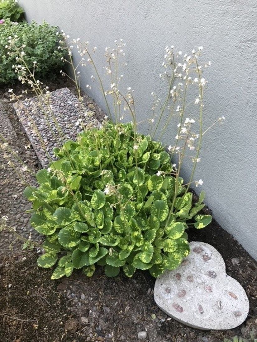 Villa, Björkstigen 15, Öster, Hudiksvall