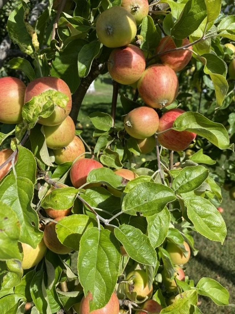 Villa, Björkstigen 15, Öster, Hudiksvall