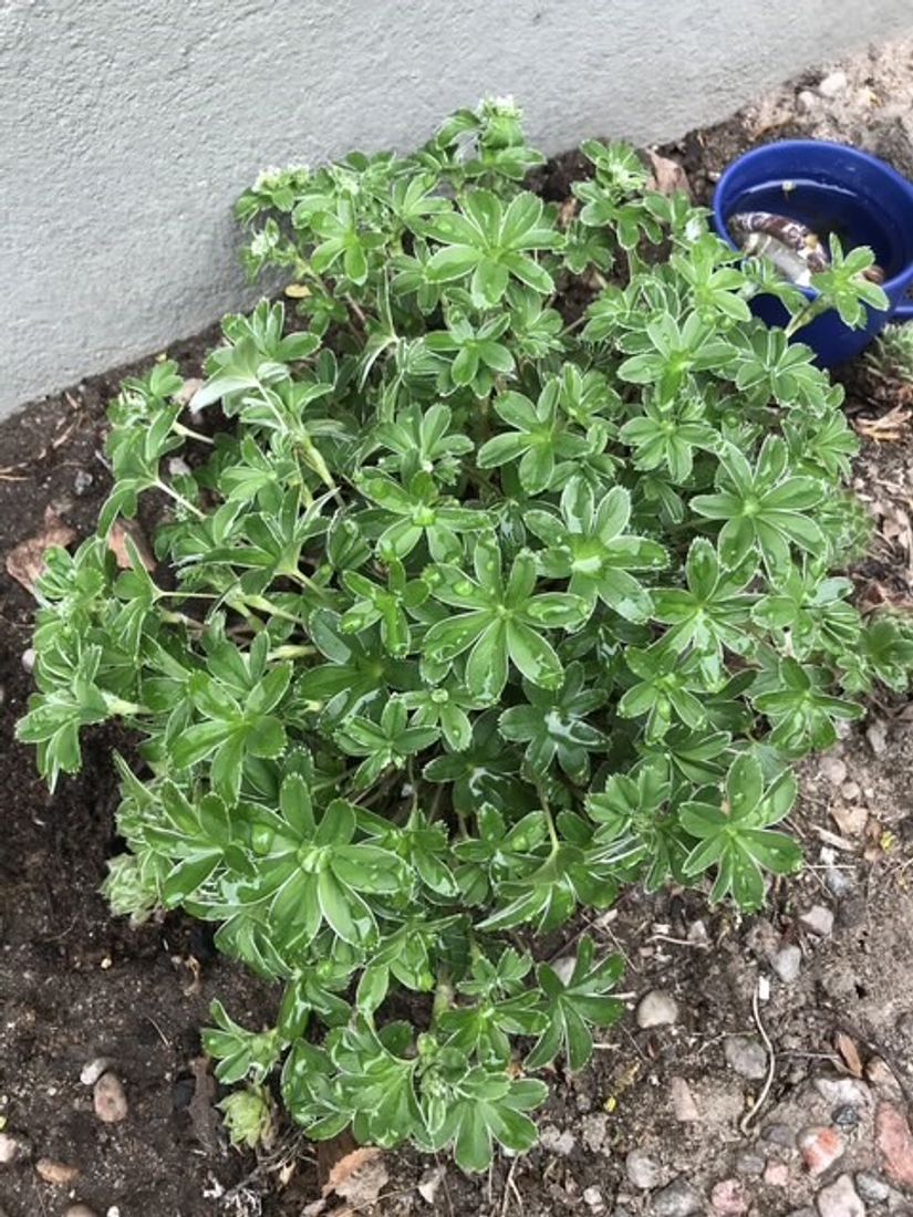 Villa, Björkstigen 15, Öster, Hudiksvall