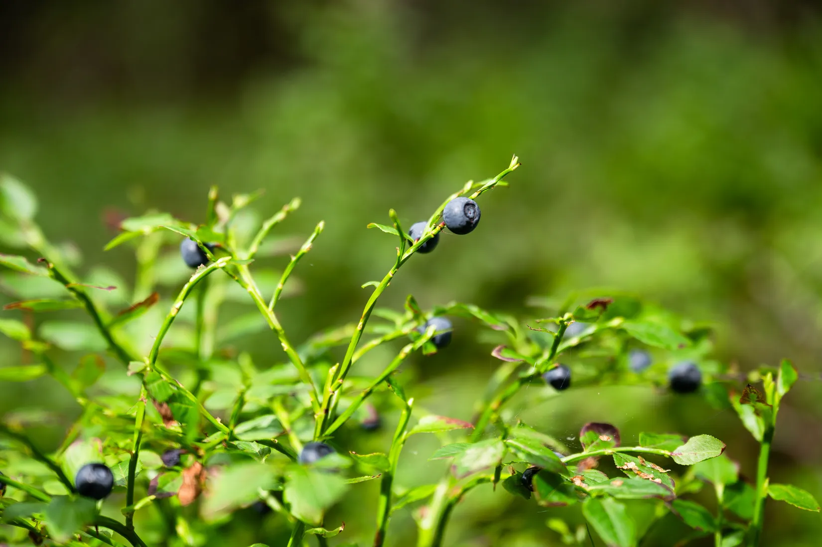 Fritidshus, Oxsta 201, Selånger, Sundsvall