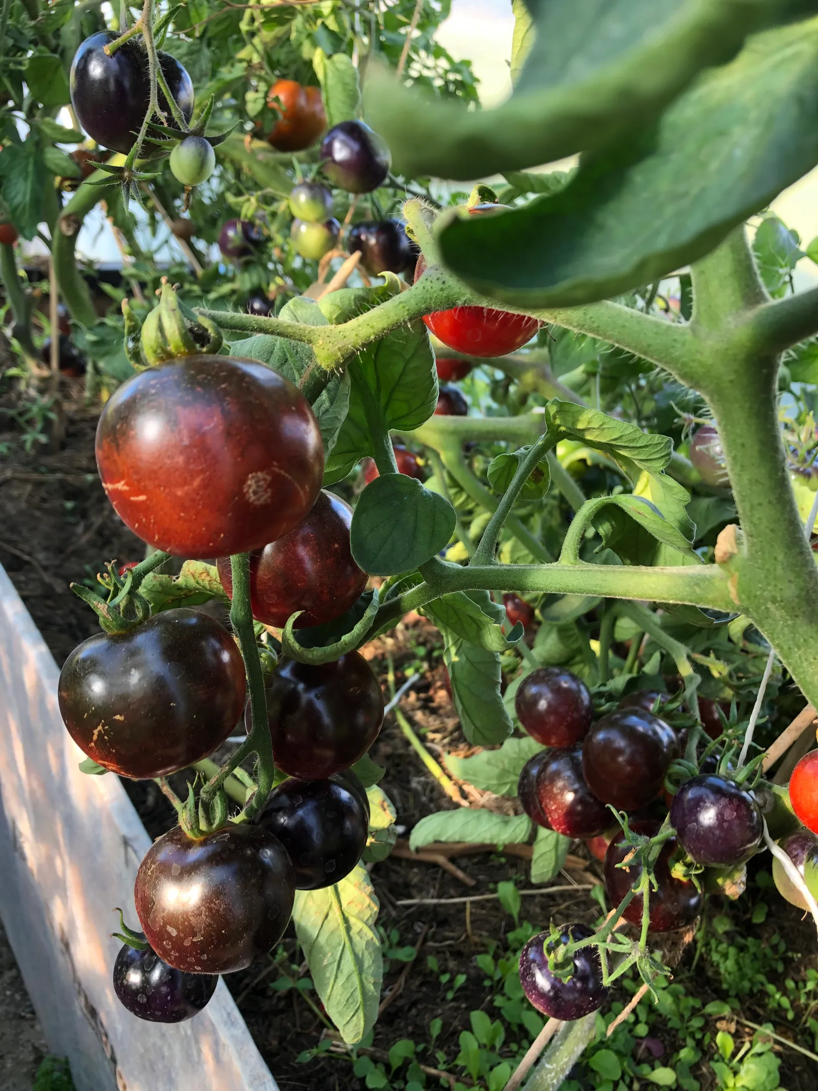 Villa, Bjärrödsvägen 17, Bjärsjölagård, Sjöbo