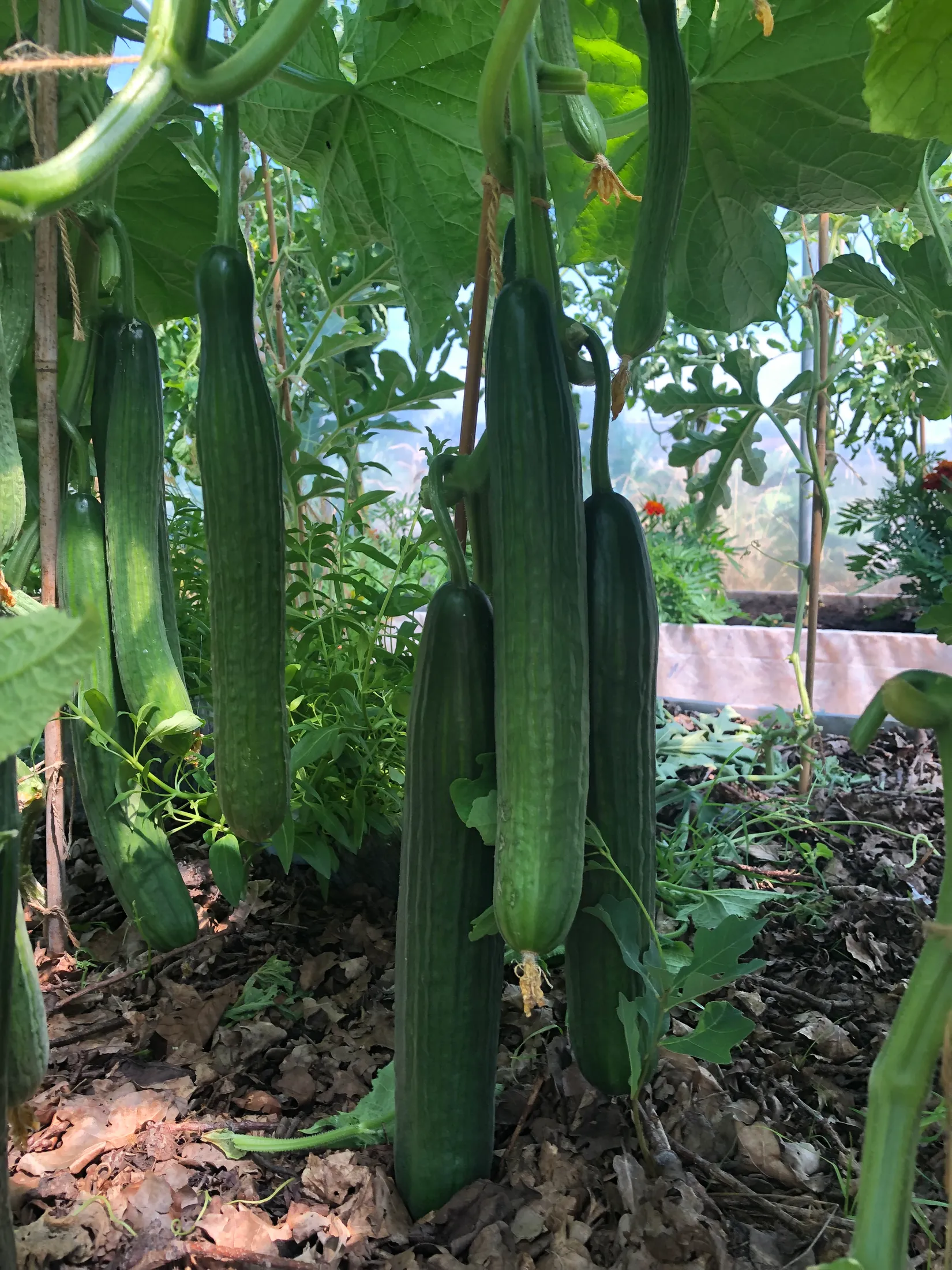 Villa, Bjärrödsvägen 17, Bjärsjölagård, Sjöbo