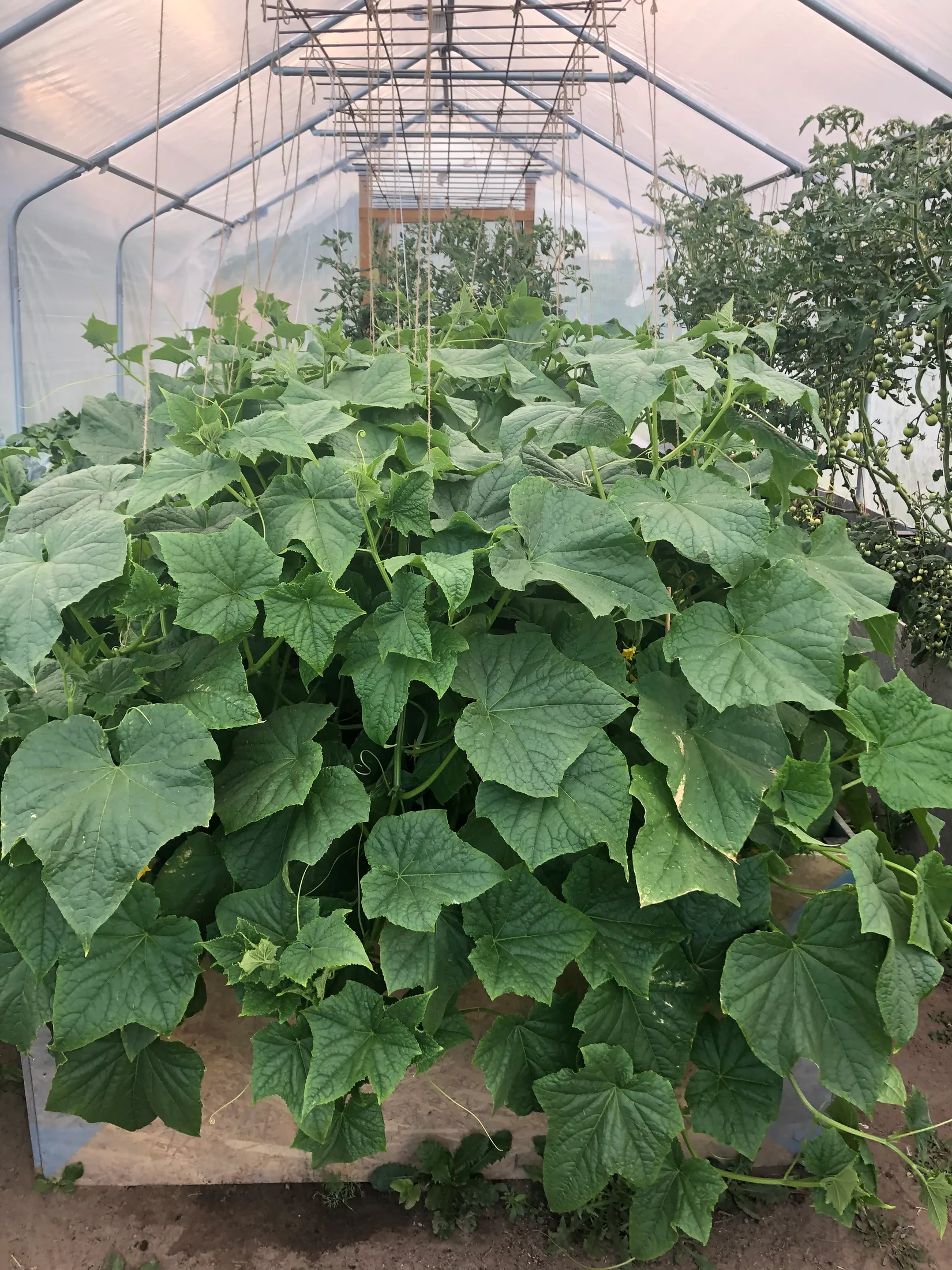 Villa, Bjärrödsvägen 17, Bjärsjölagård, Sjöbo