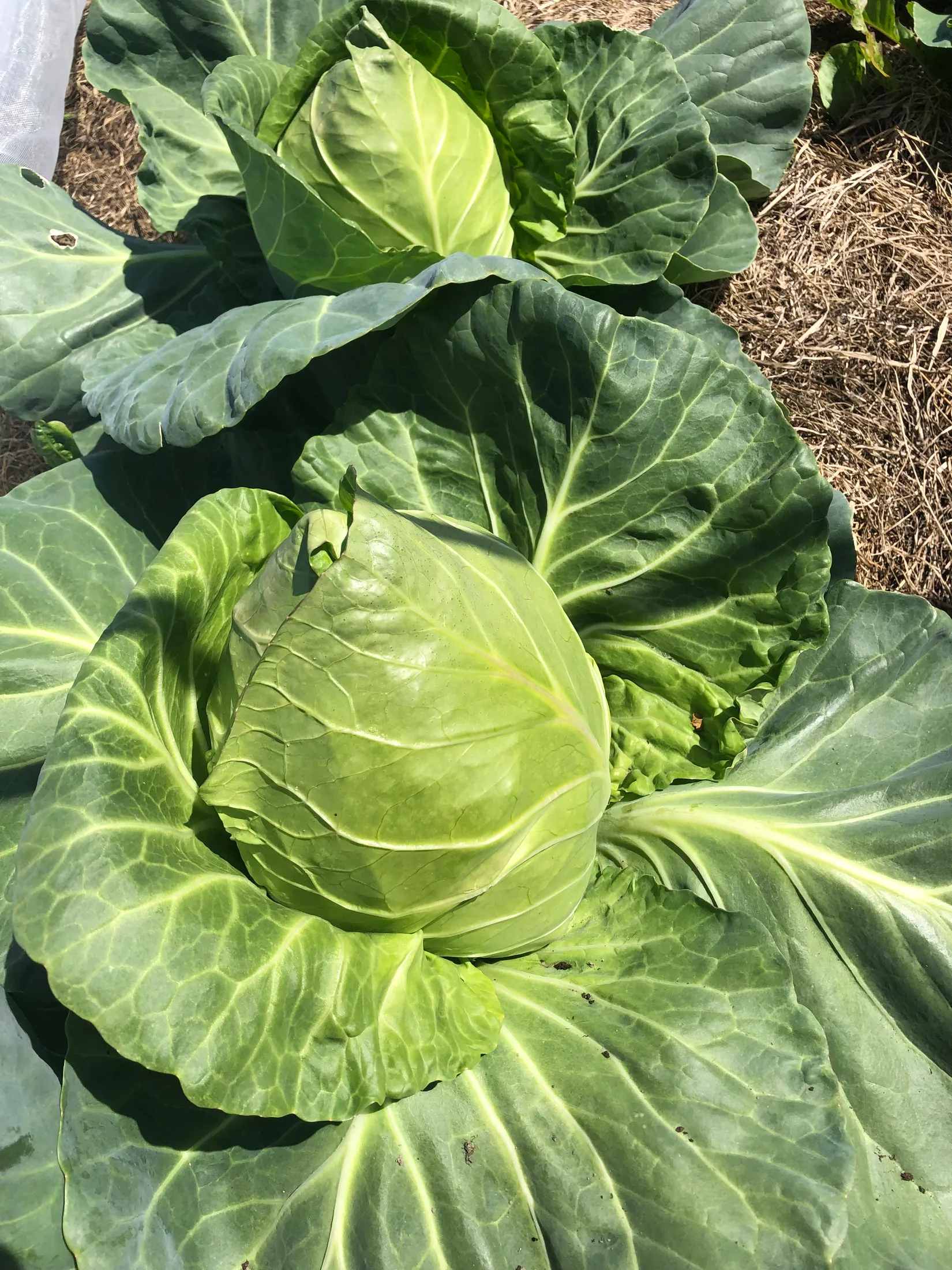 Villa, Bjärrödsvägen 17, Bjärsjölagård, Sjöbo