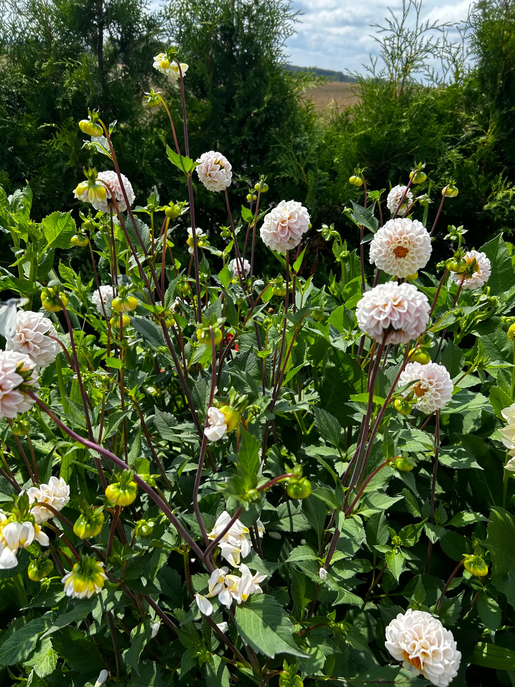 Villa, Bjärrödsvägen 17, Bjärsjölagård, Sjöbo