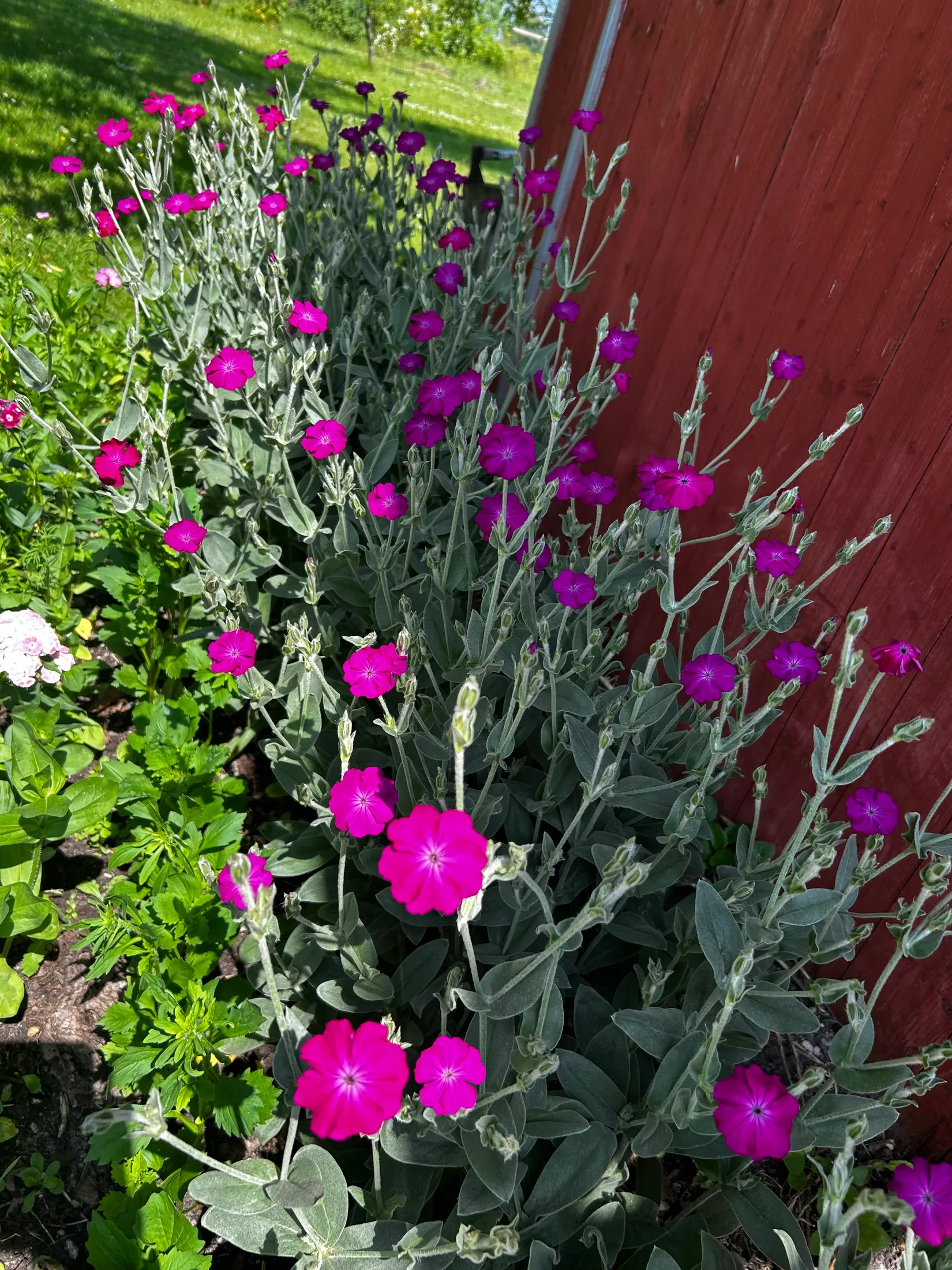 Villa, Bjärrödsvägen 17, Bjärsjölagård, Sjöbo