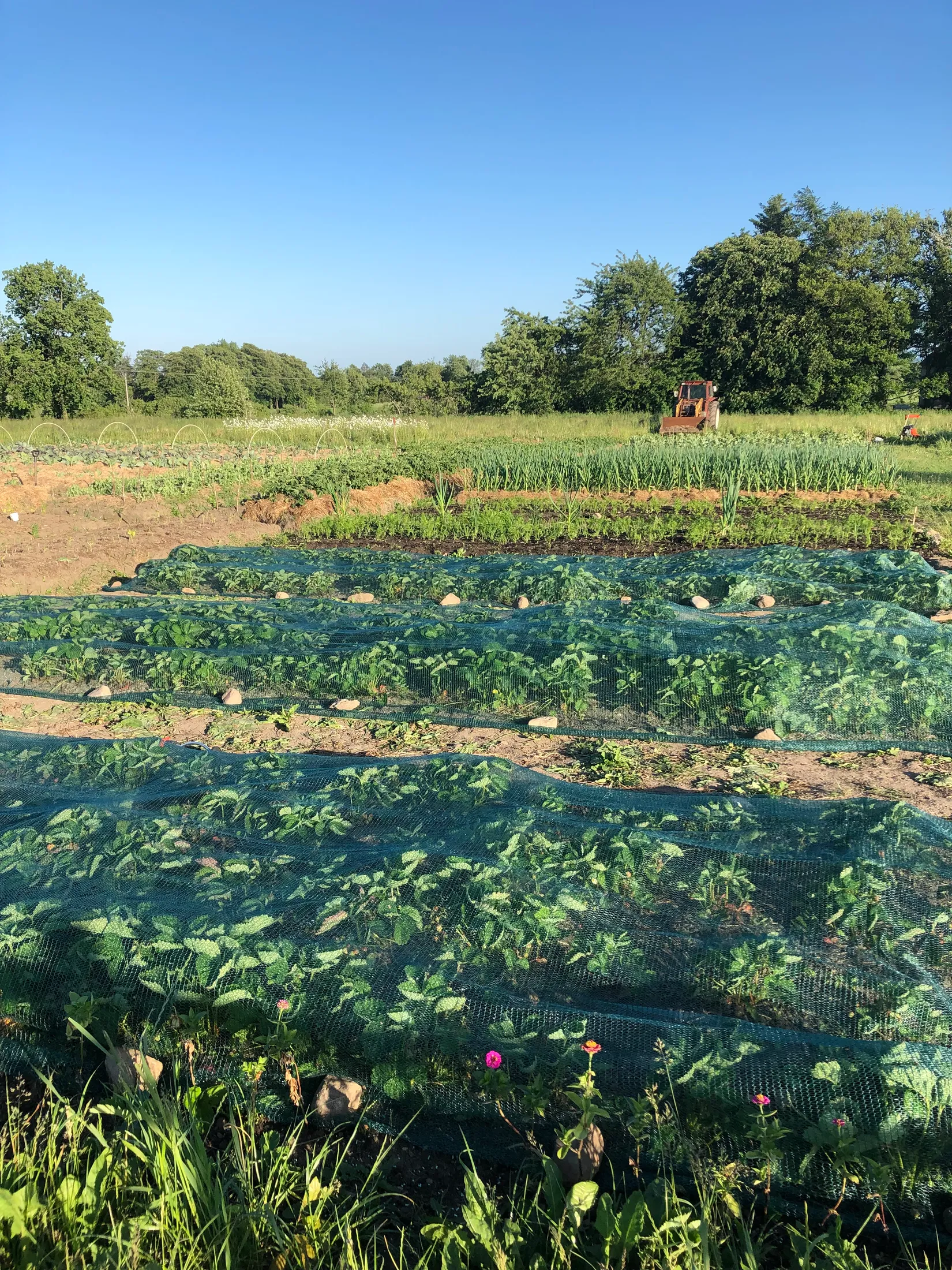 Villa, Bjärrödsvägen 17, Bjärsjölagård, Sjöbo