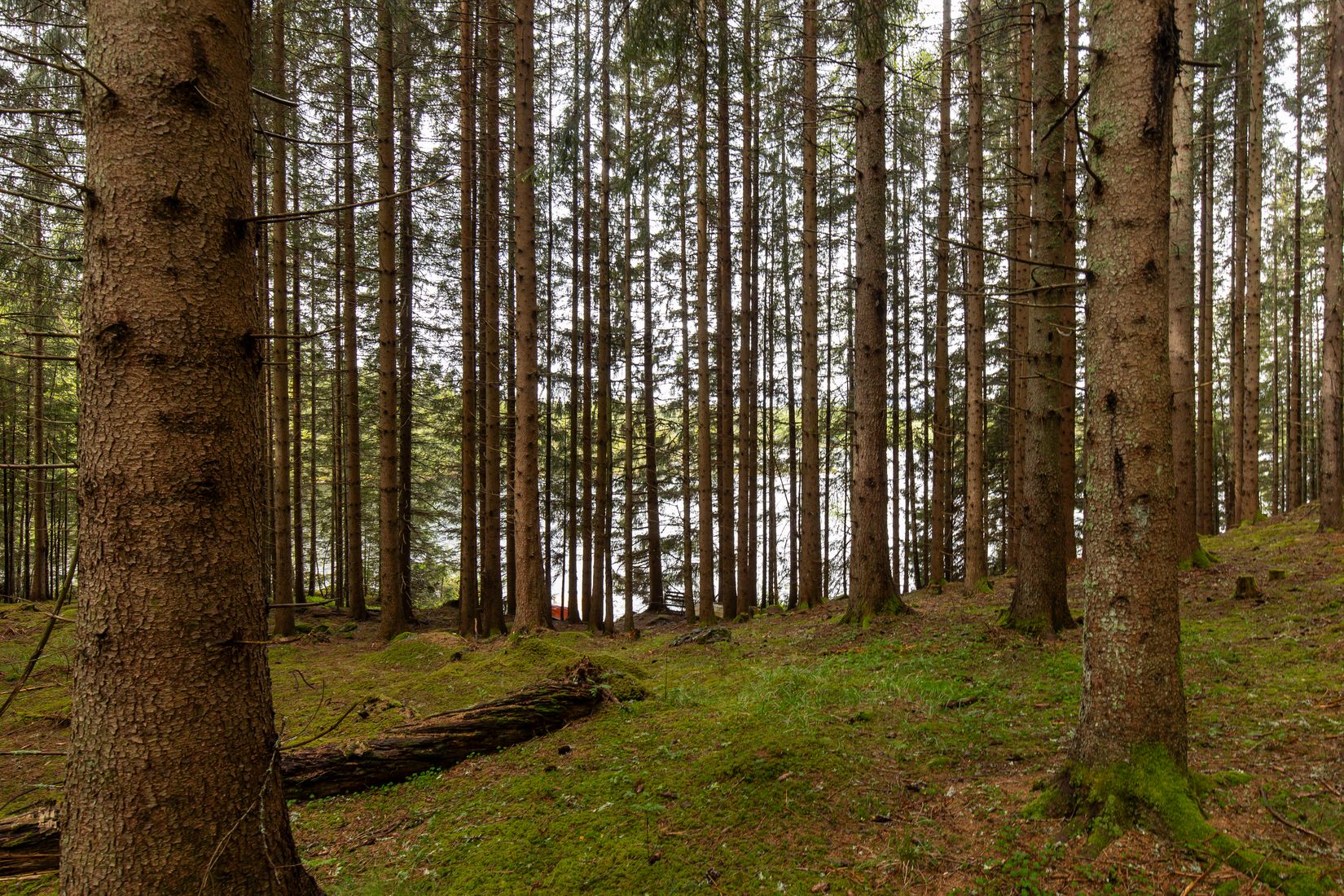 Gård/Skog, Långban Björnviken, Filipstad