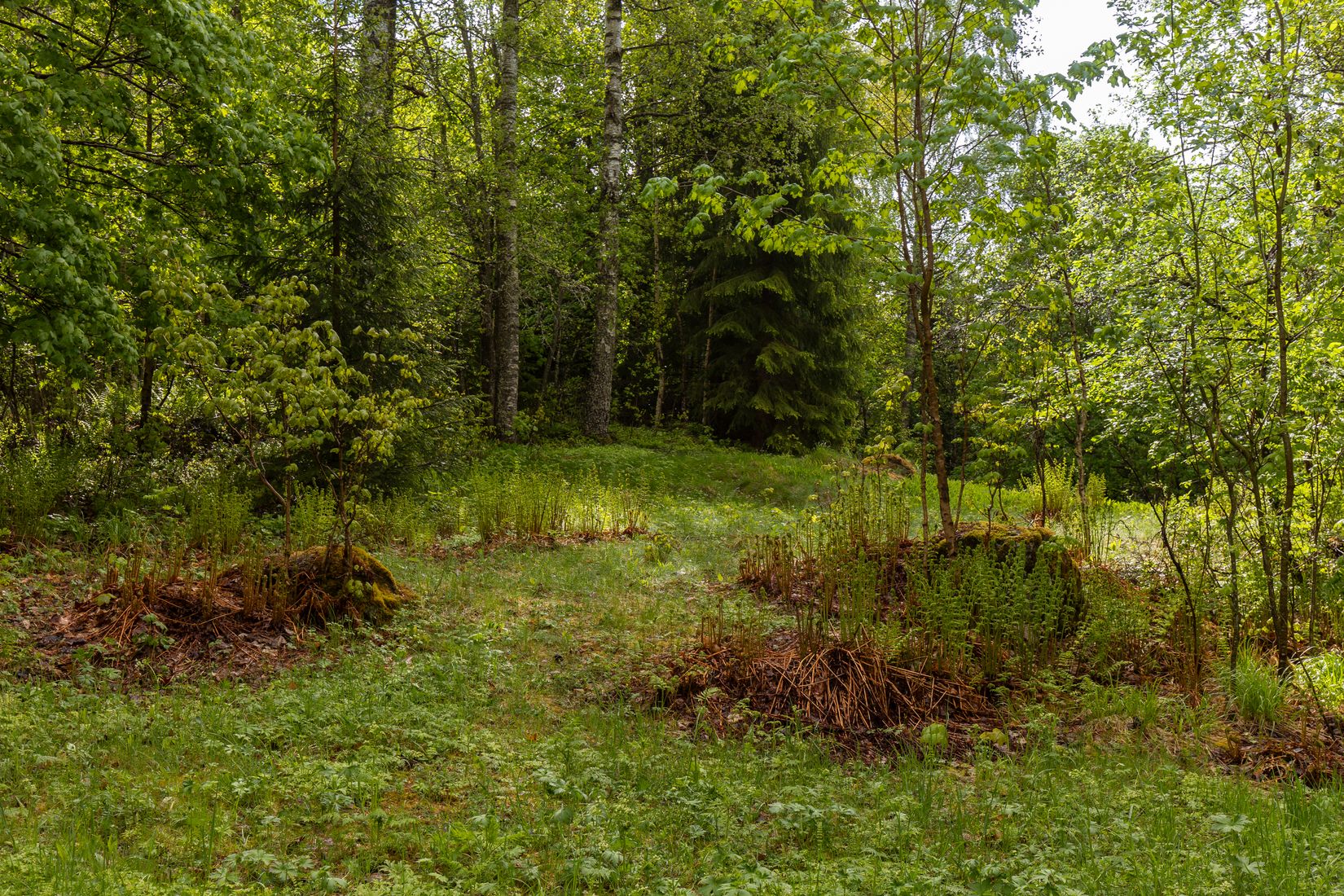 Gård/Skog, Långban Björnviken, Filipstad
