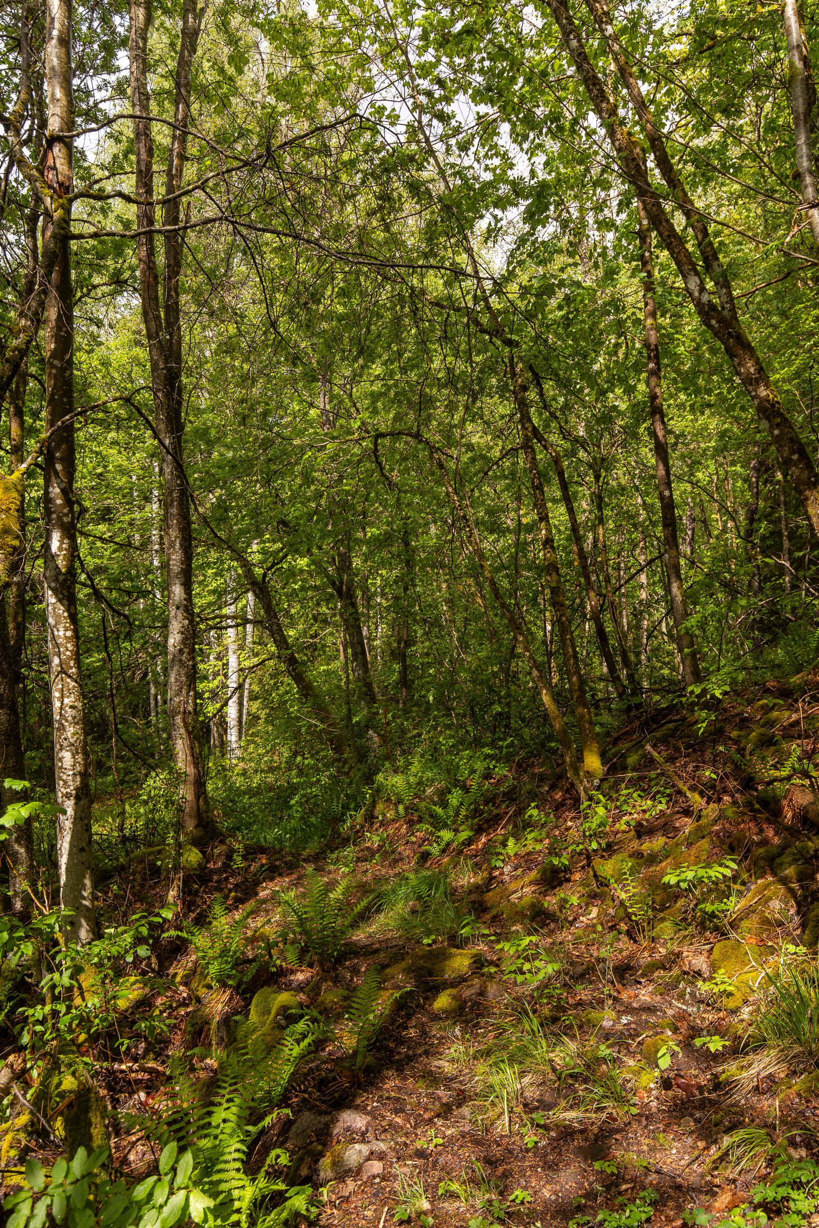 Gård/Skog, Långban Björnviken, Filipstad