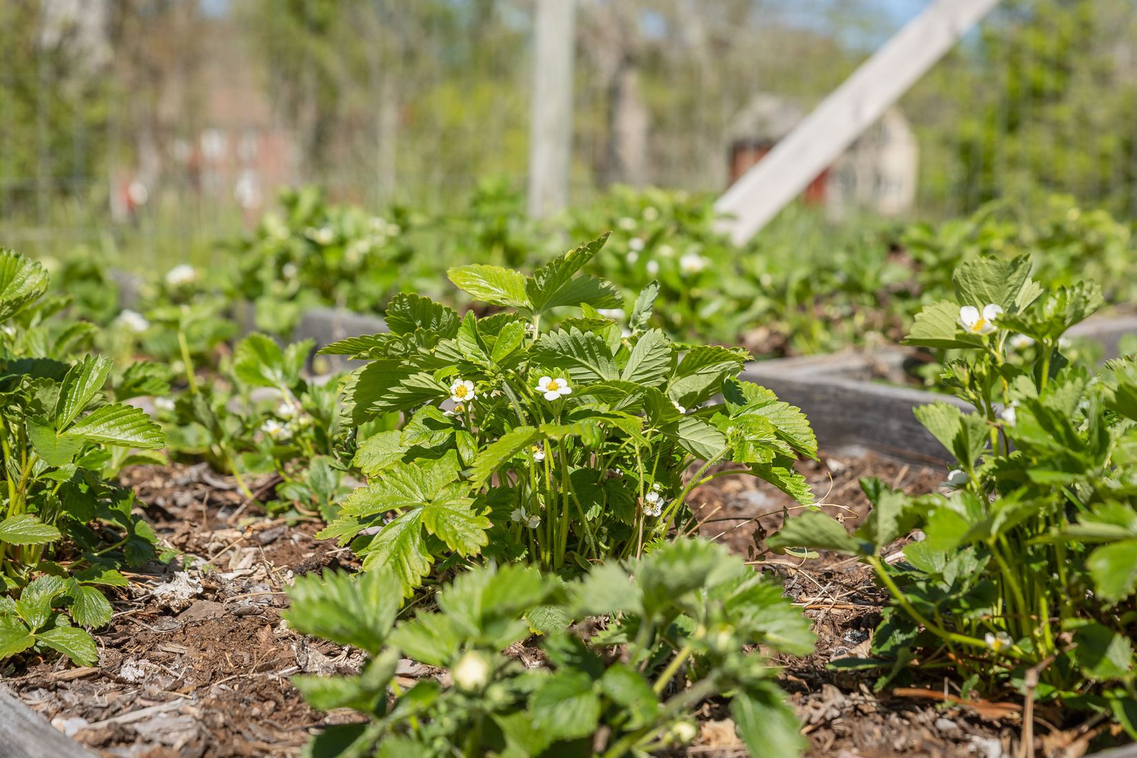 Gård/Skog, Almunge-Söderby Hasselbacken 51, Almunge, Uppsala