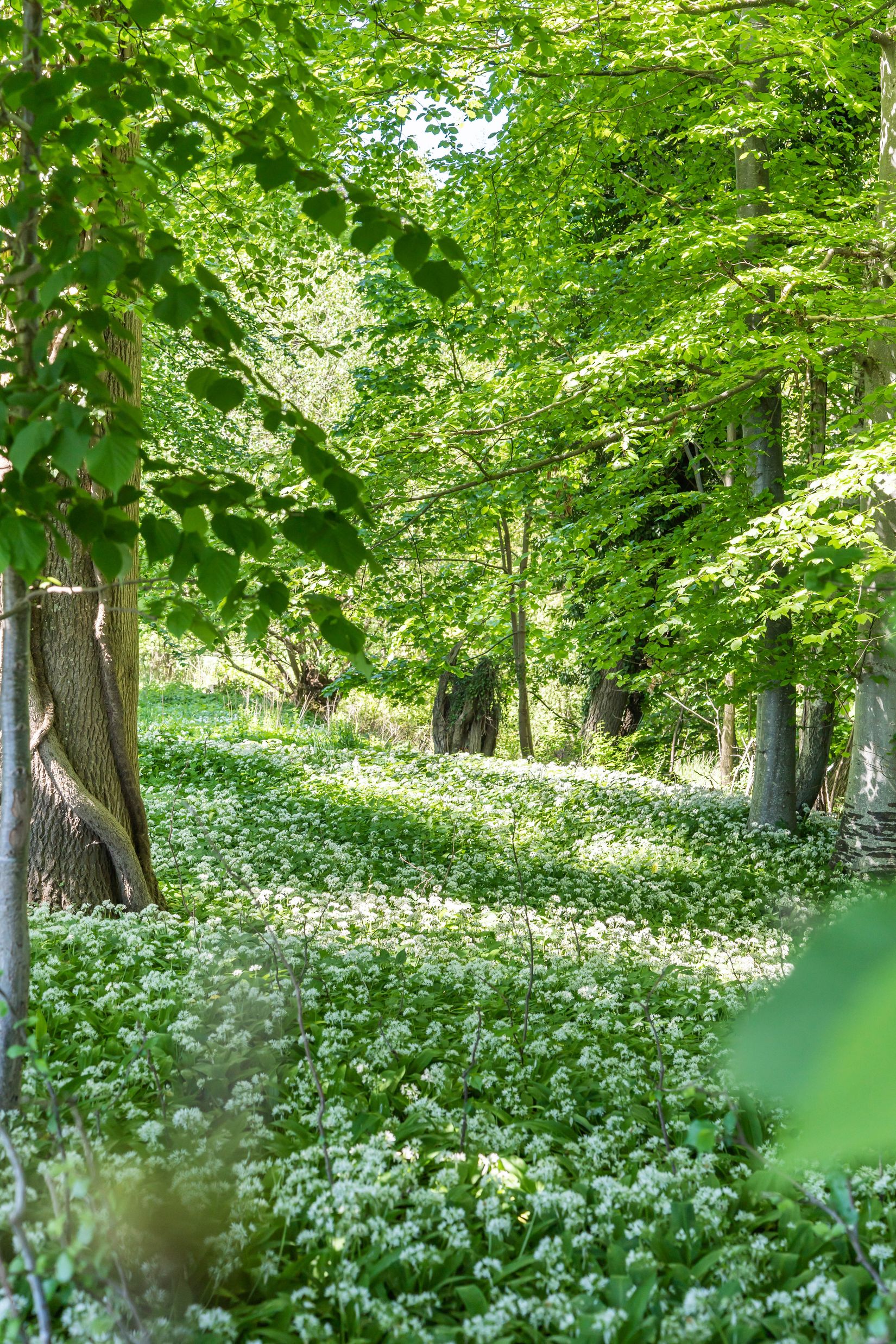 Gård/Skog, Södra Lyngbyvägen 11, Kristianstad
