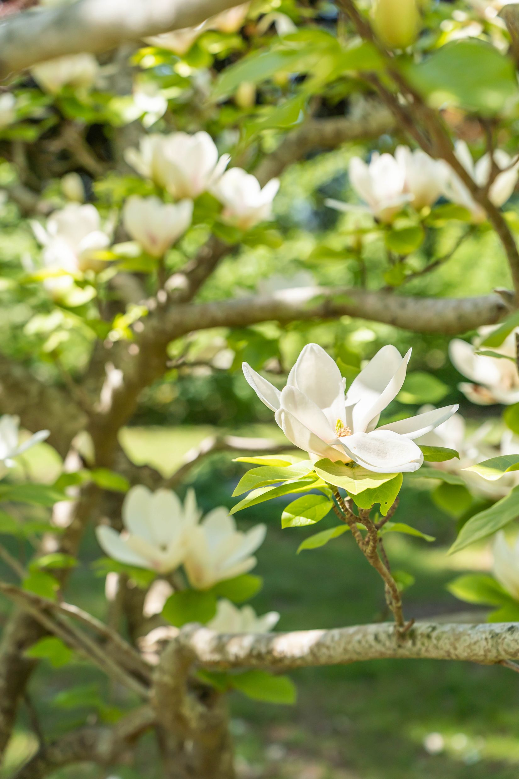 Gård/Skog, Södra Lyngbyvägen 11, Kristianstad