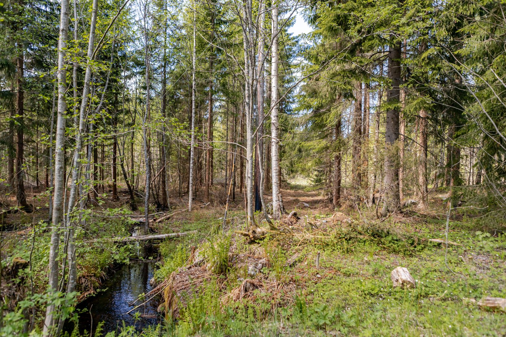 Tomt, Kårtäkts fäbodar 1:16, Sundborn, Falun