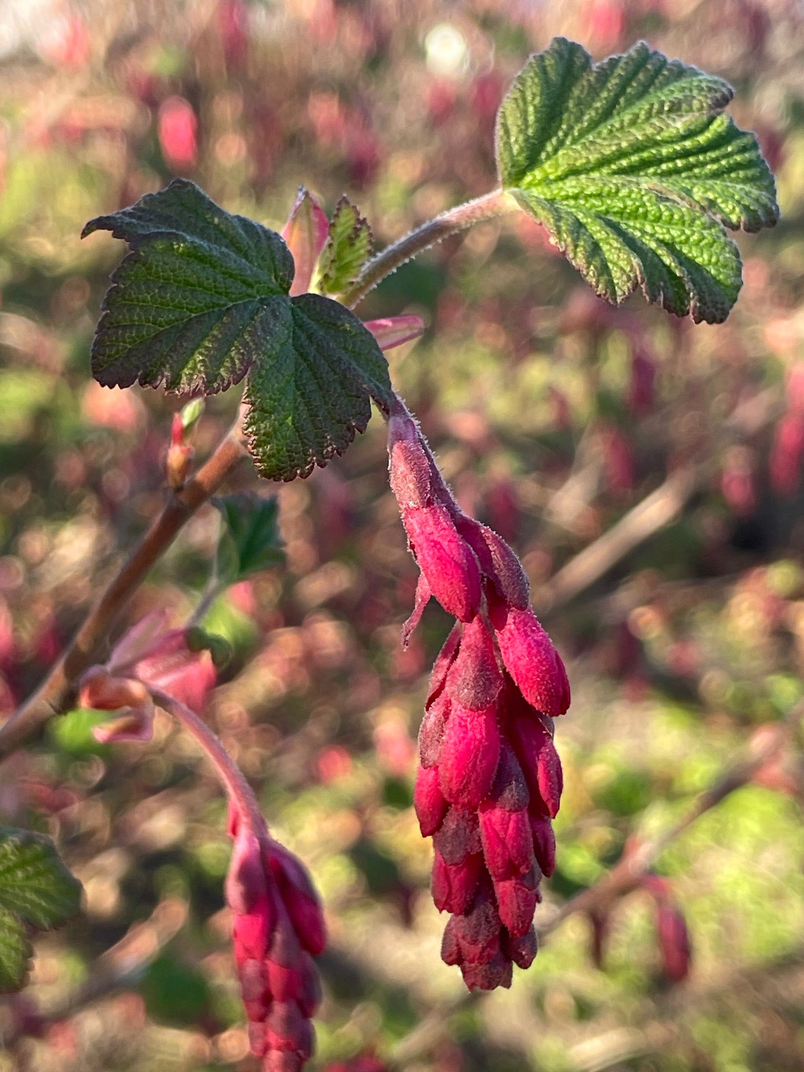 Villa, Trevägen 33-0, Äspö, Trelleborg
