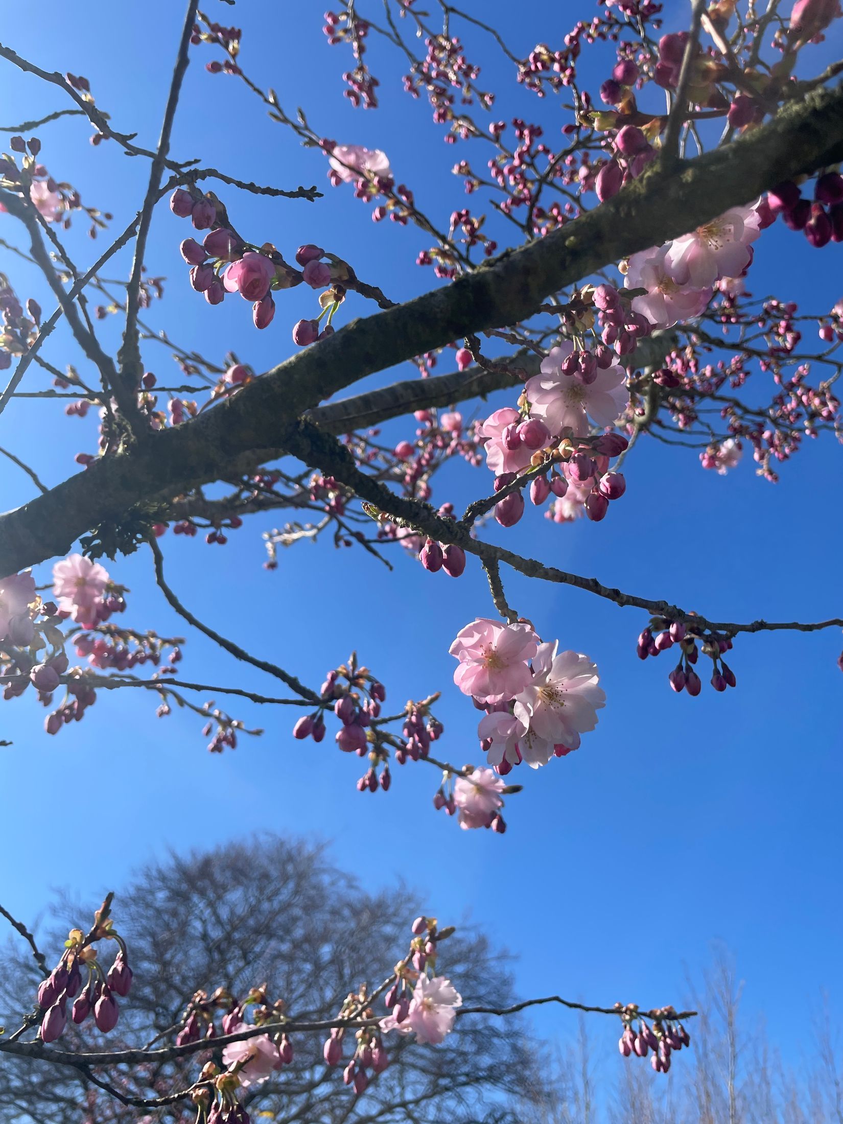 Villa, Trevägen 33-0, Äspö, Trelleborg