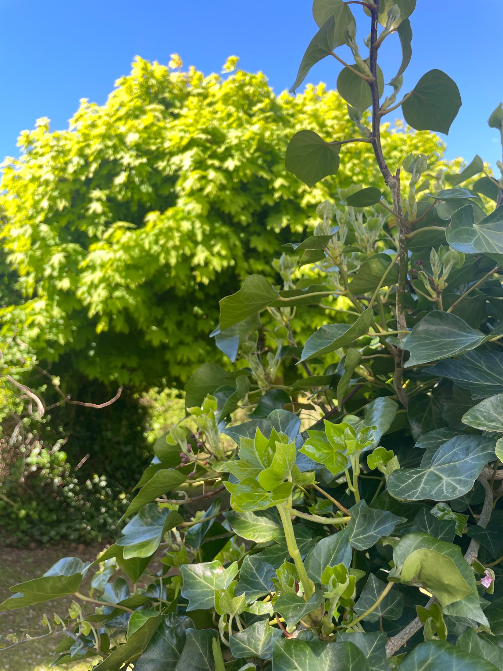 Villa, Trevägen 33-0, Äspö, Trelleborg