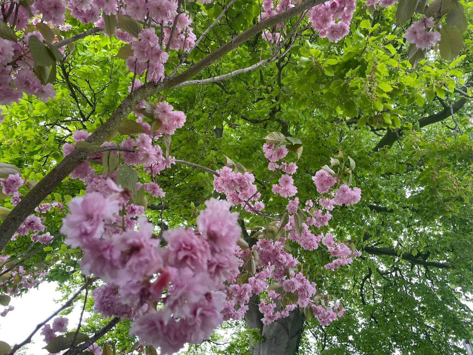 Villa, Trevägen 33-0, Äspö, Trelleborg