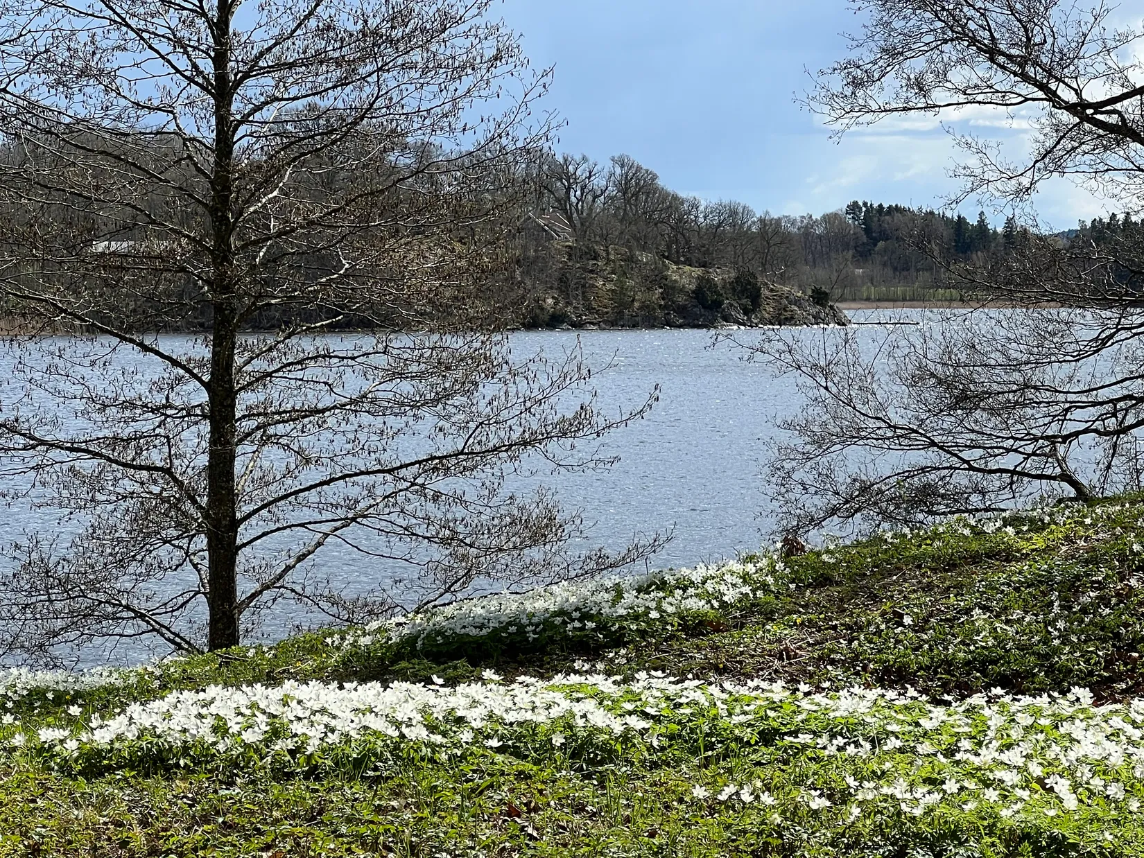 Gård/Skog, Västra Svedernavägen 3, Gräfsnäs, Alingsås
