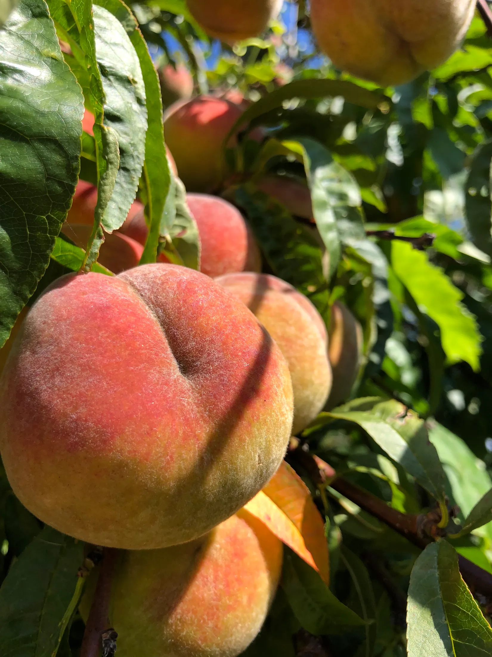 Villa, Stockabrånevägen 175, Ängelsbäckstrand, Båstad