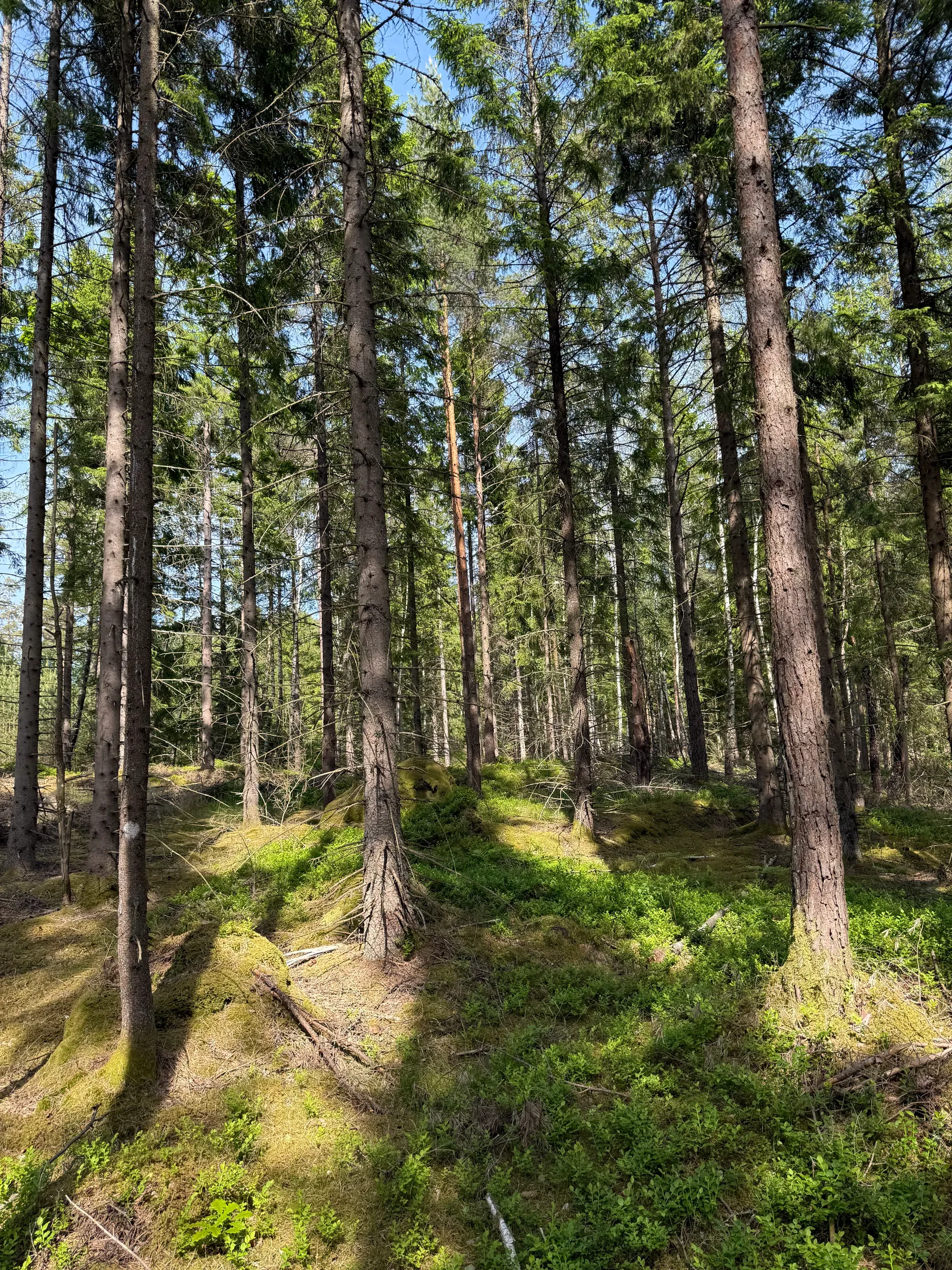 Gård/Skog, Bergagårdsvägen 22, Alingsås