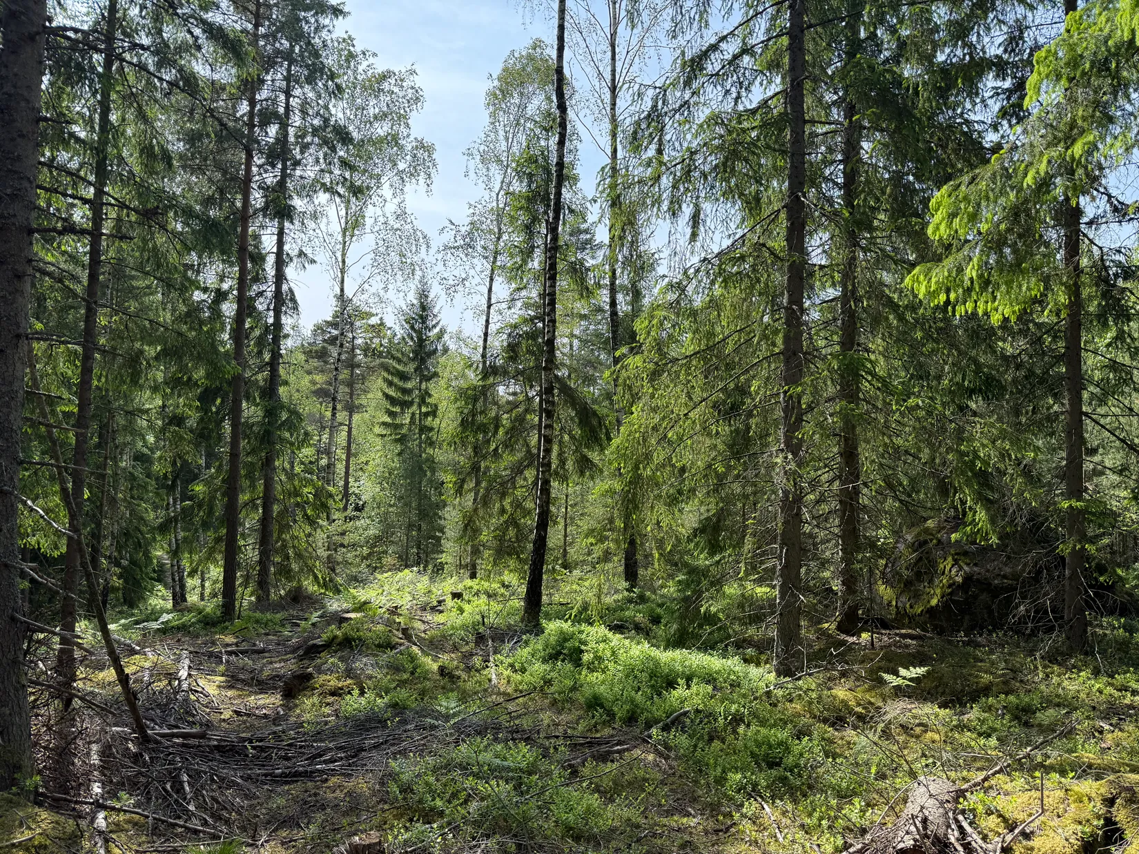 Gård/Skog, Bergagårdsvägen 22, Alingsås
